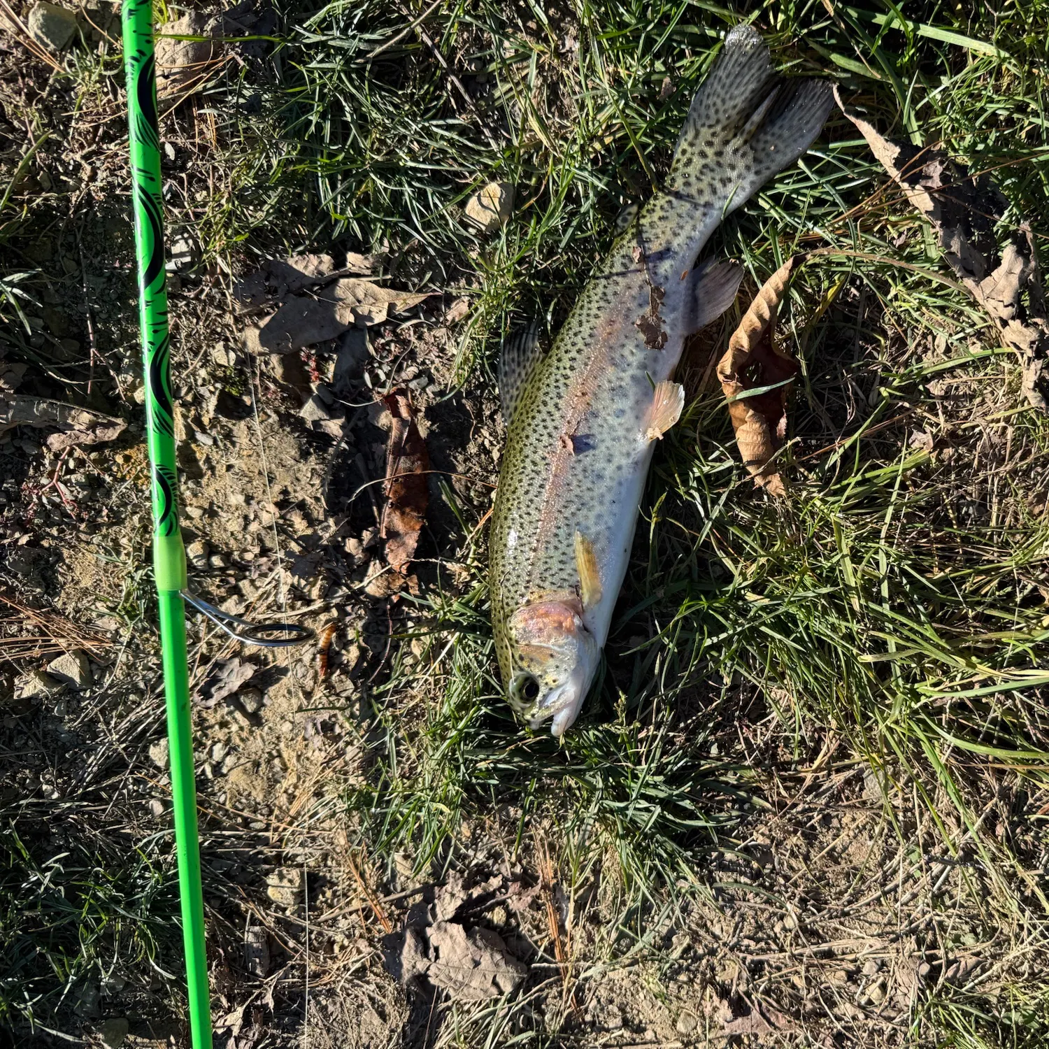Rainbow trout caught on Fishbrain