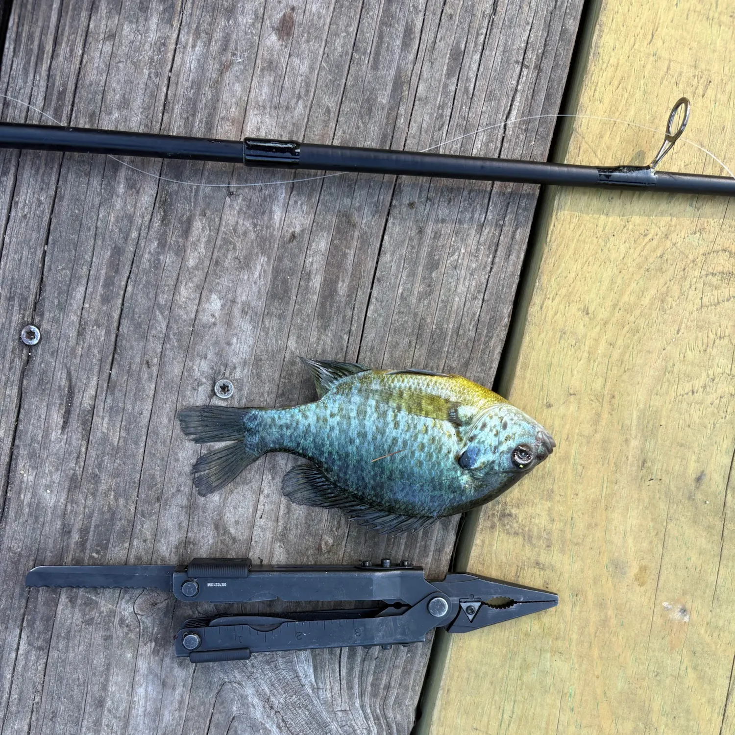 Bluegill caught on Fishbrain