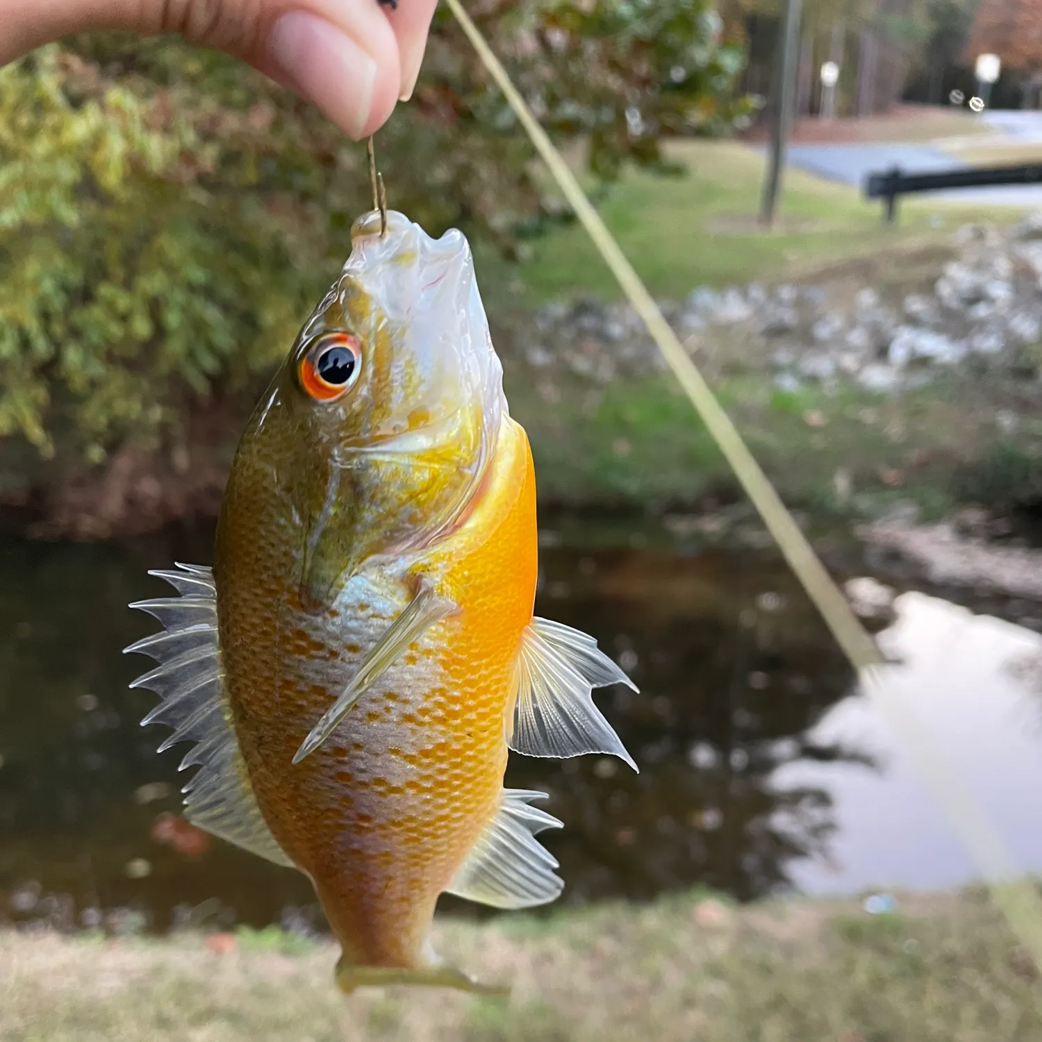 The most recent Redbreast sunfish catches on Fishbrain