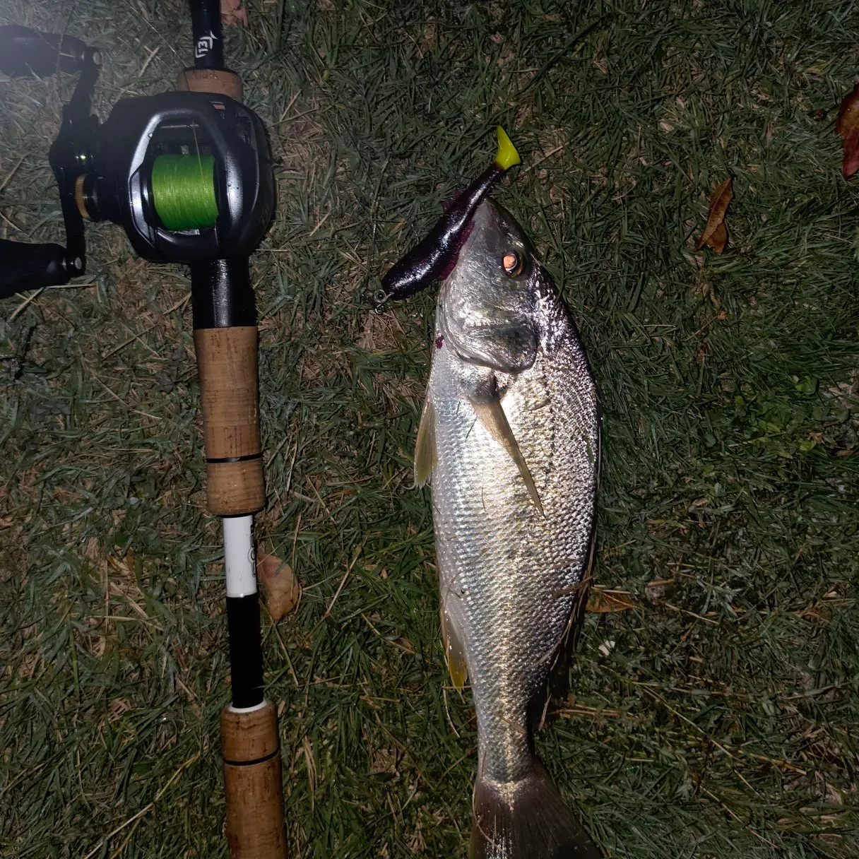 Atlantic croaker caught on Fishbrain