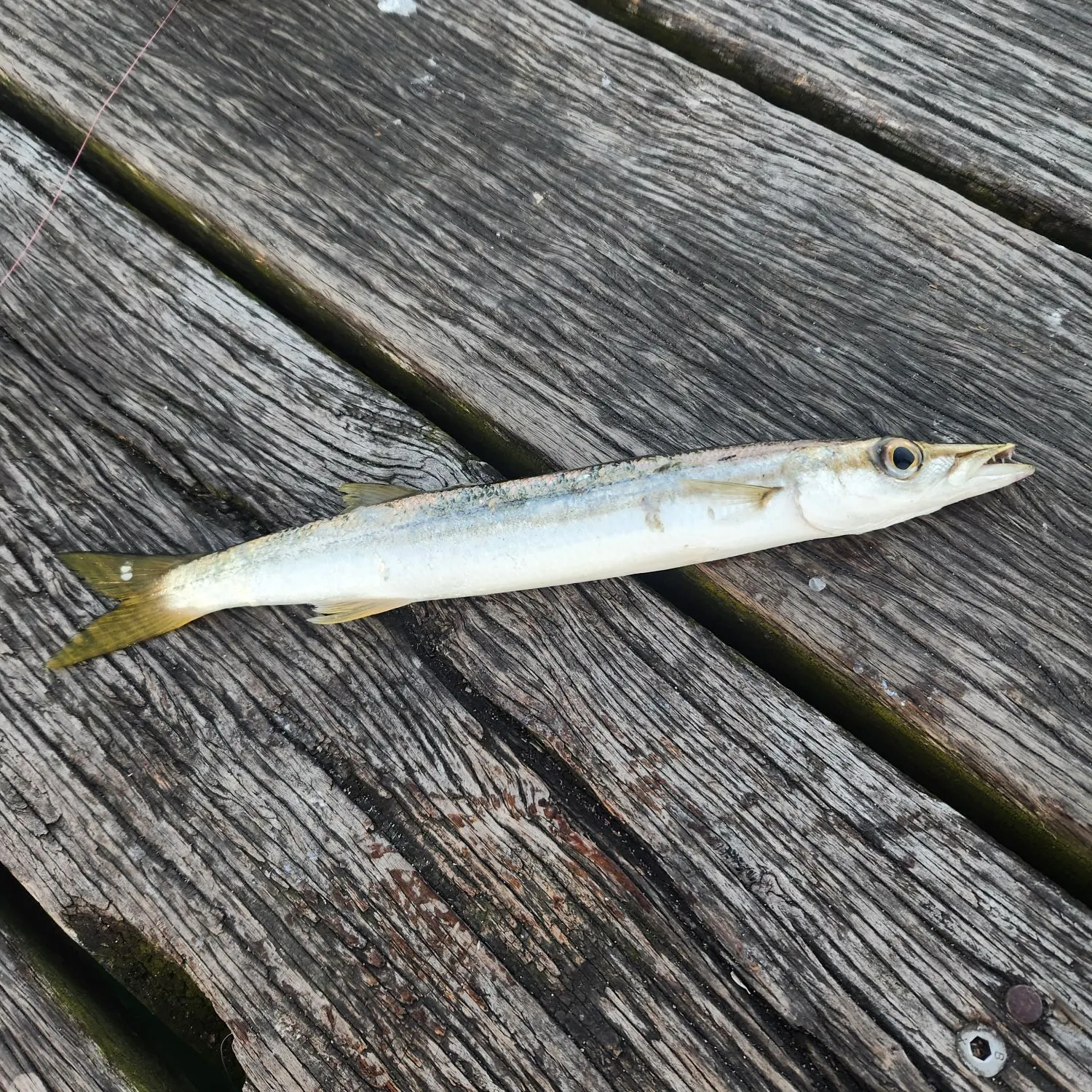 The most recent Longfin pike catches on Fishbrain