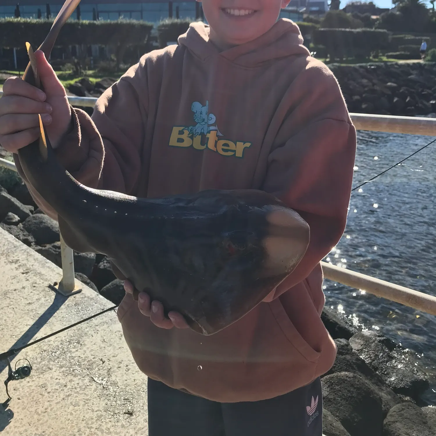 The most recent Southern fiddler catches on Fishbrain