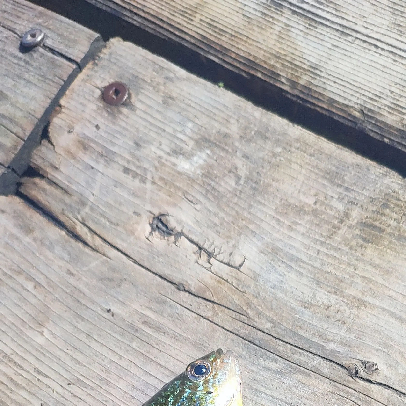 Pumpkinseed caught on Fishbrain