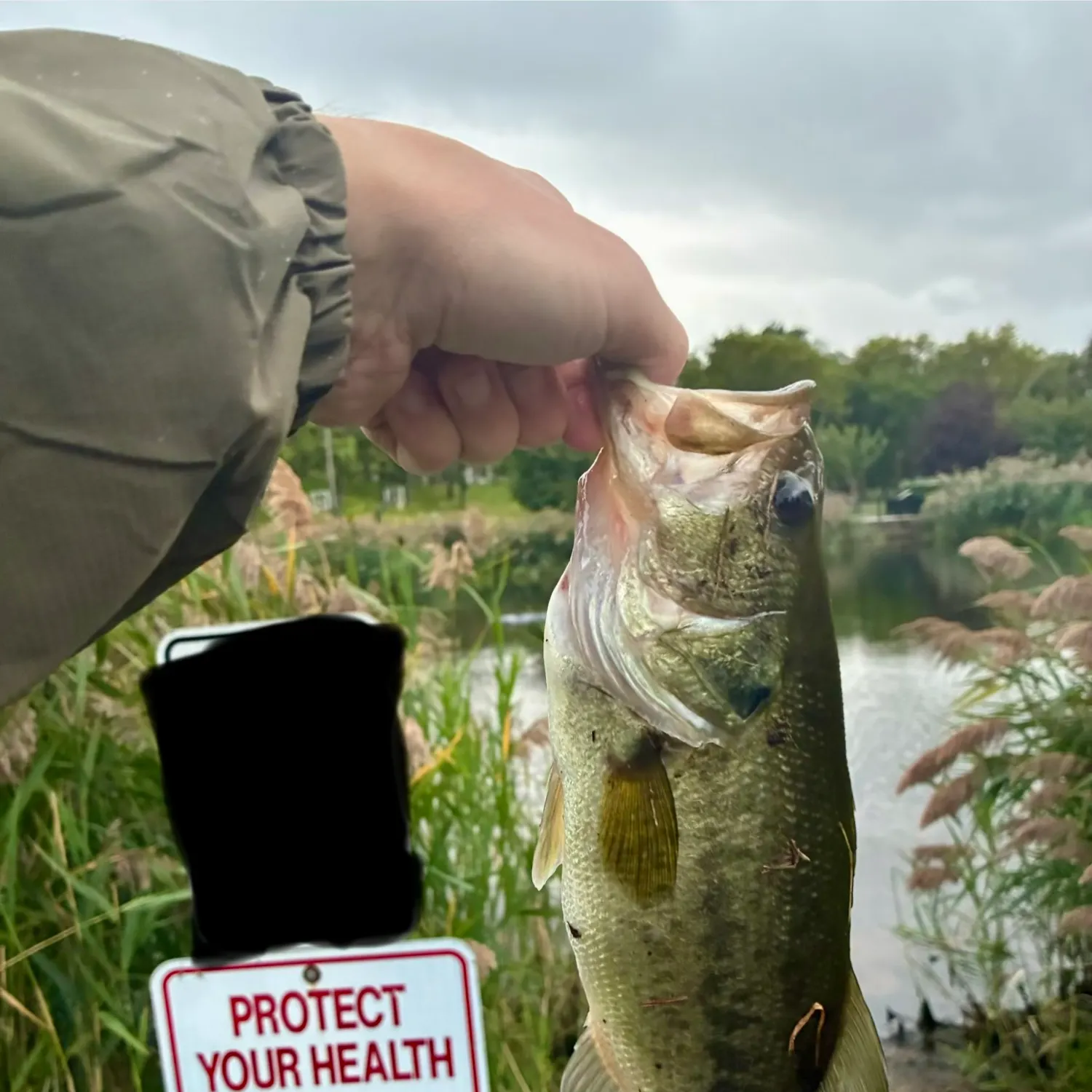 Largemouth bass caught on Fishbrain