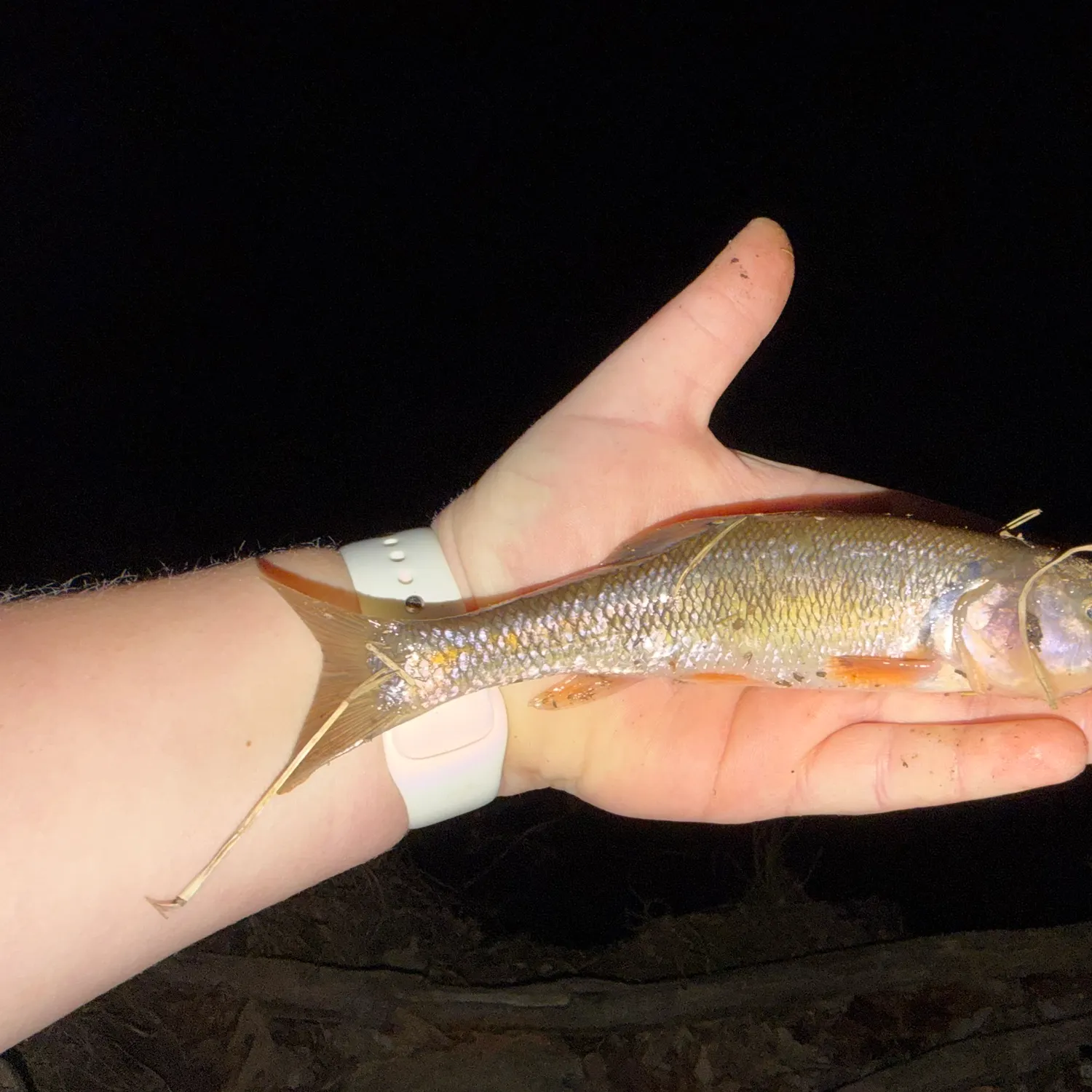 The most recent Creek chub catches on Fishbrain