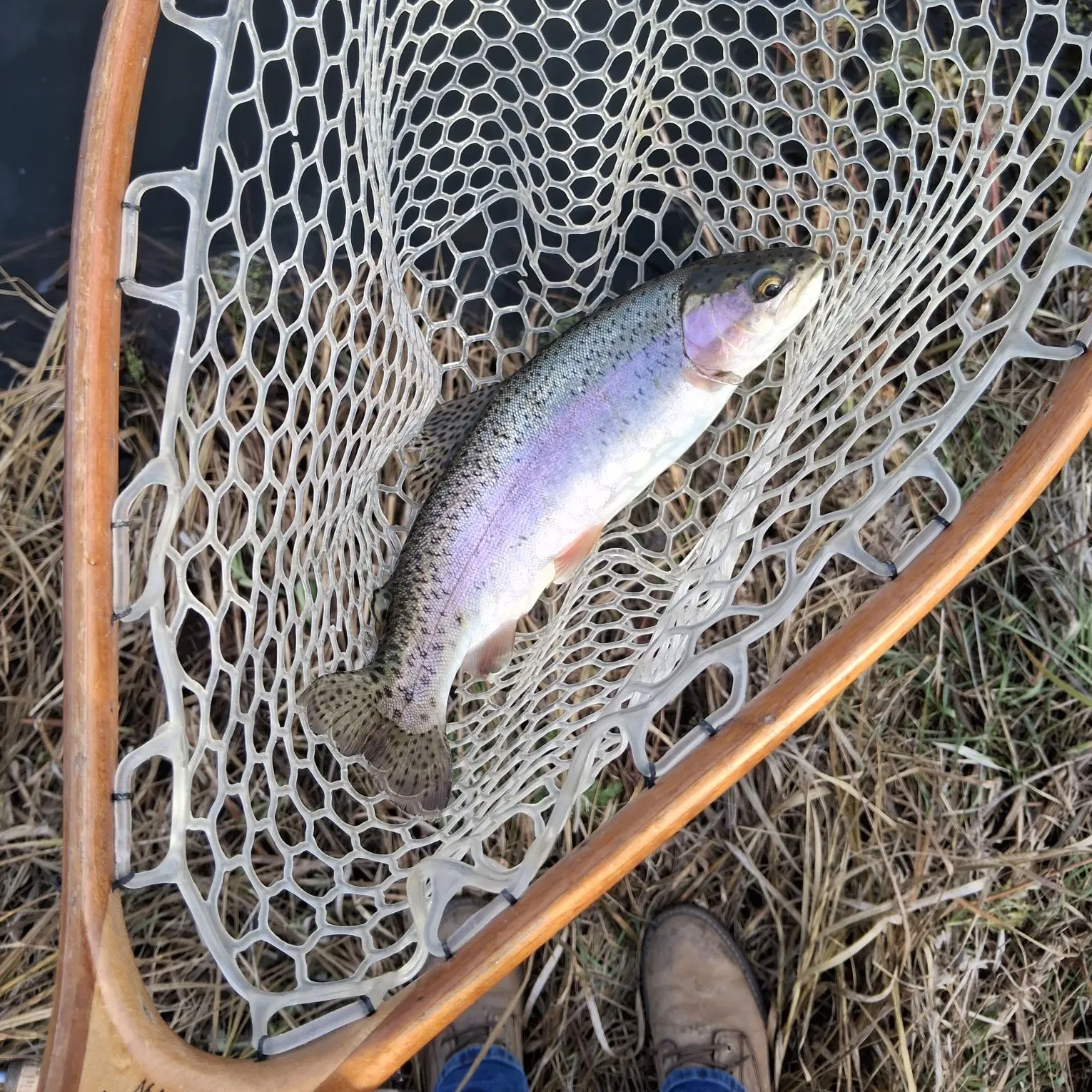 Rainbow trout caught on Fishbrain