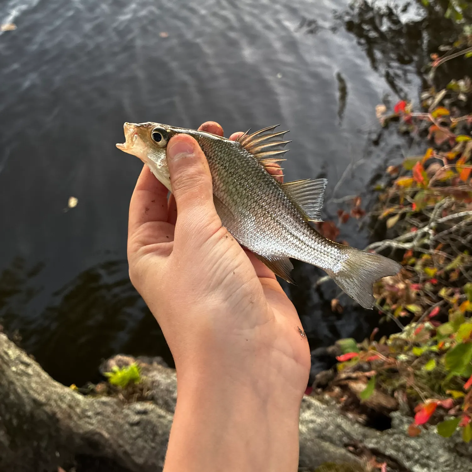 White perch caught on Fishbrain
