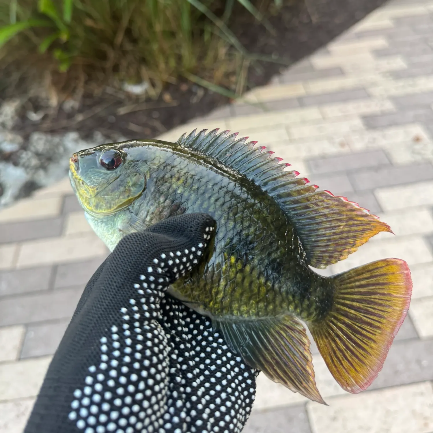 The most recent Spotted tilapia catches on Fishbrain