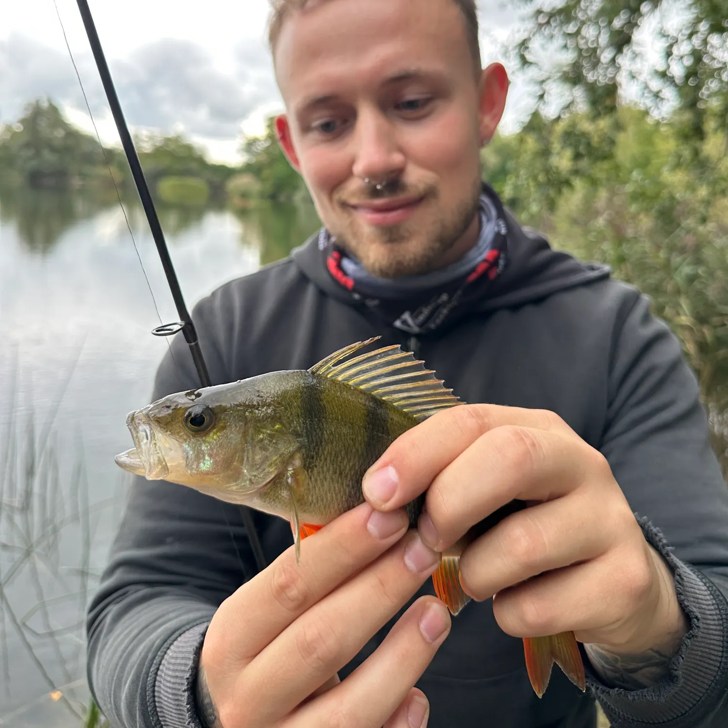 European perch caught on Fishbrain