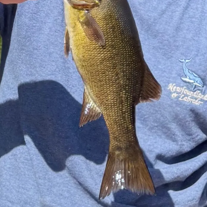 Smallmouth bass caught on Fishbrain