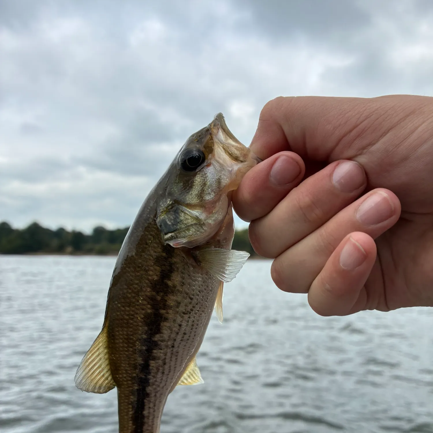 Fish caught on Fishbrain