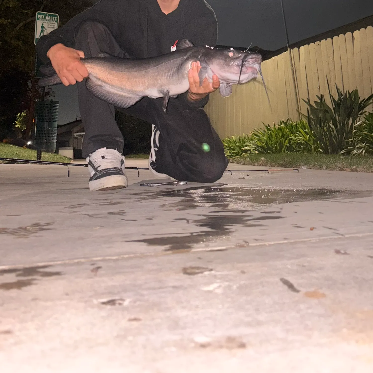 Channel catfish caught on Fishbrain