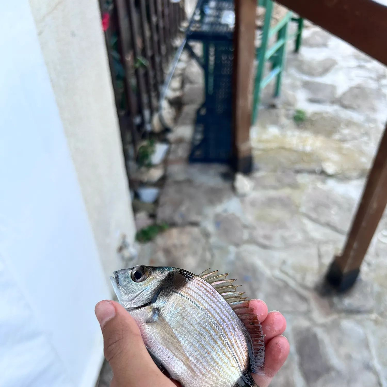 The most recent White seabream catches on Fishbrain