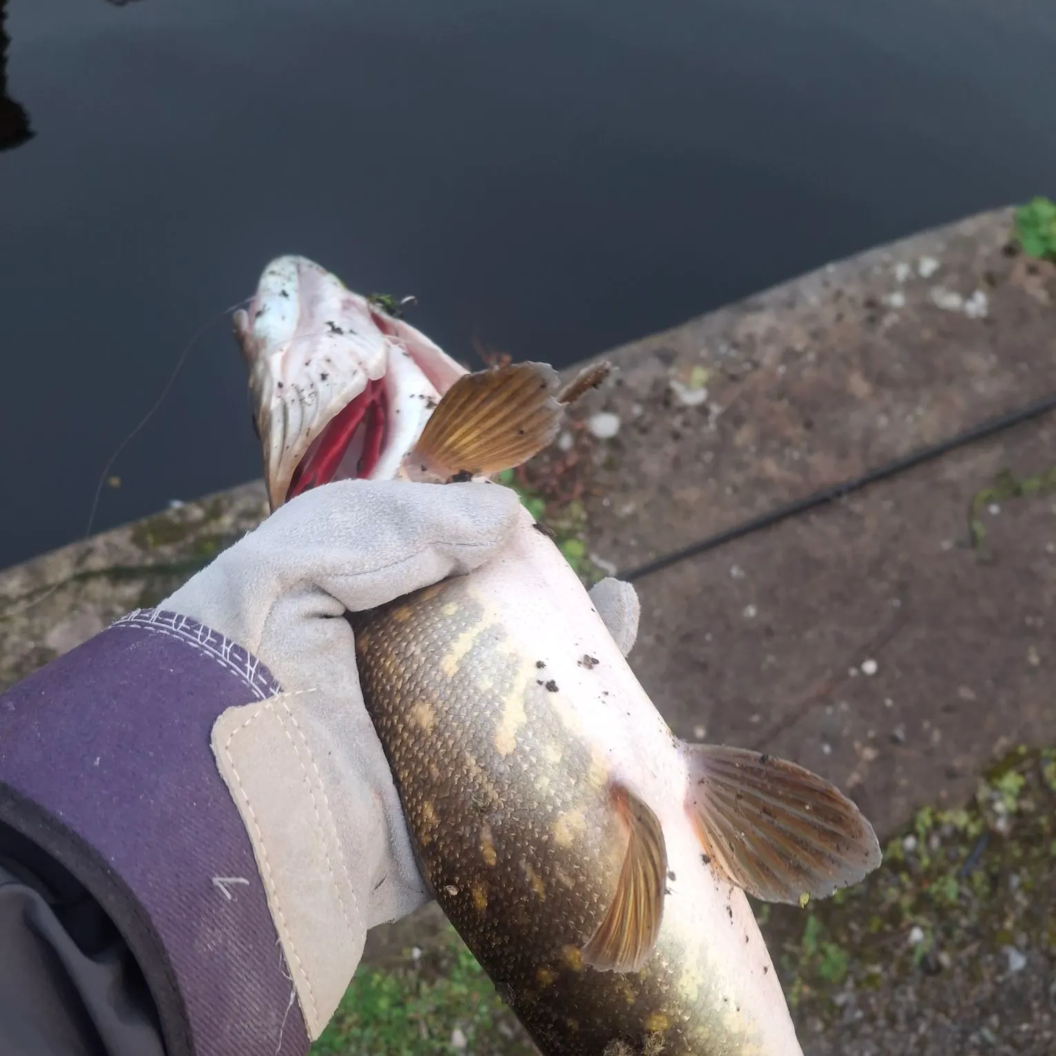 Northern pike caught on Fishbrain