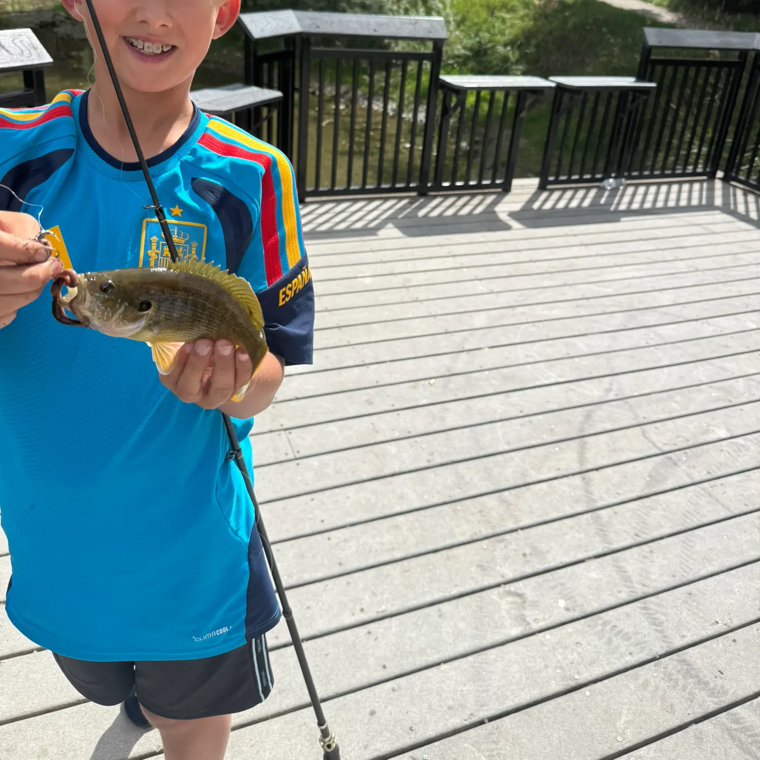 Bluegill caught on Fishbrain