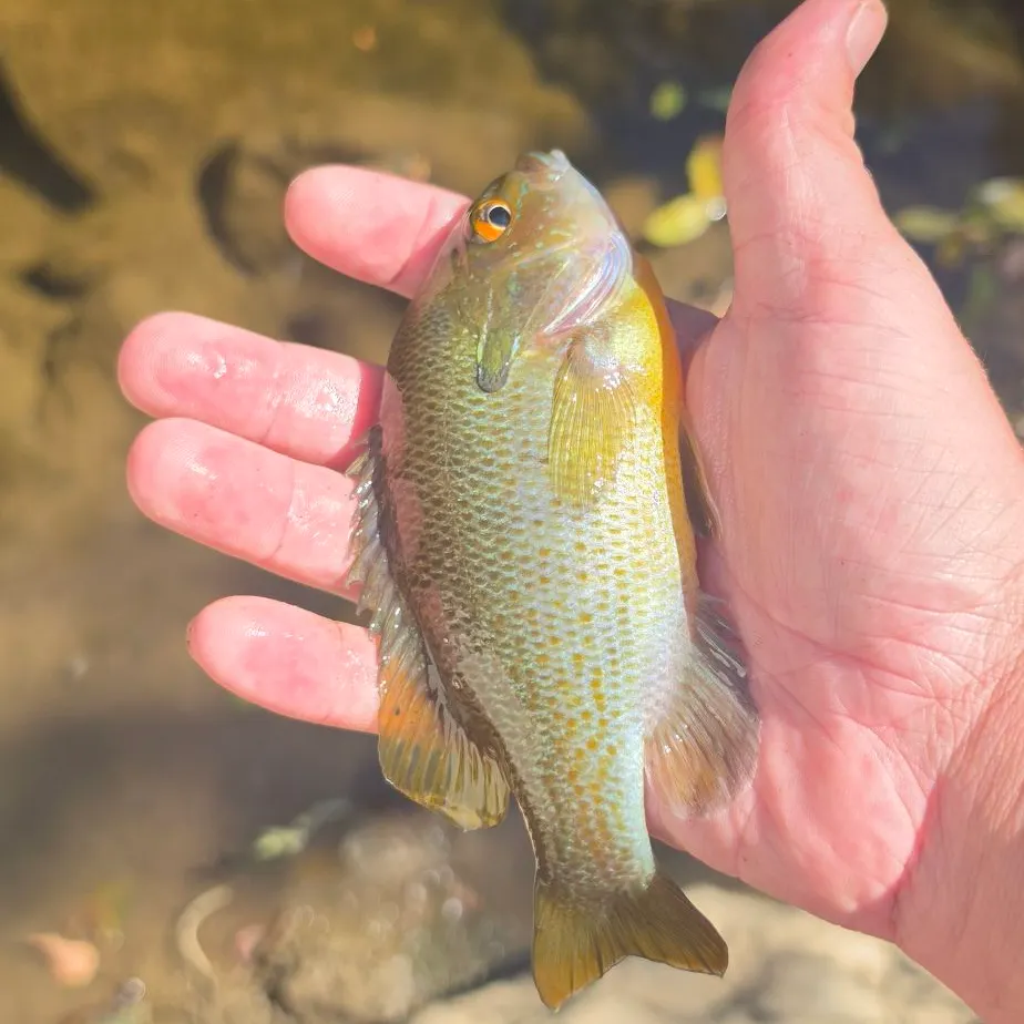 Redbreast sunfish caught on Fishbrain