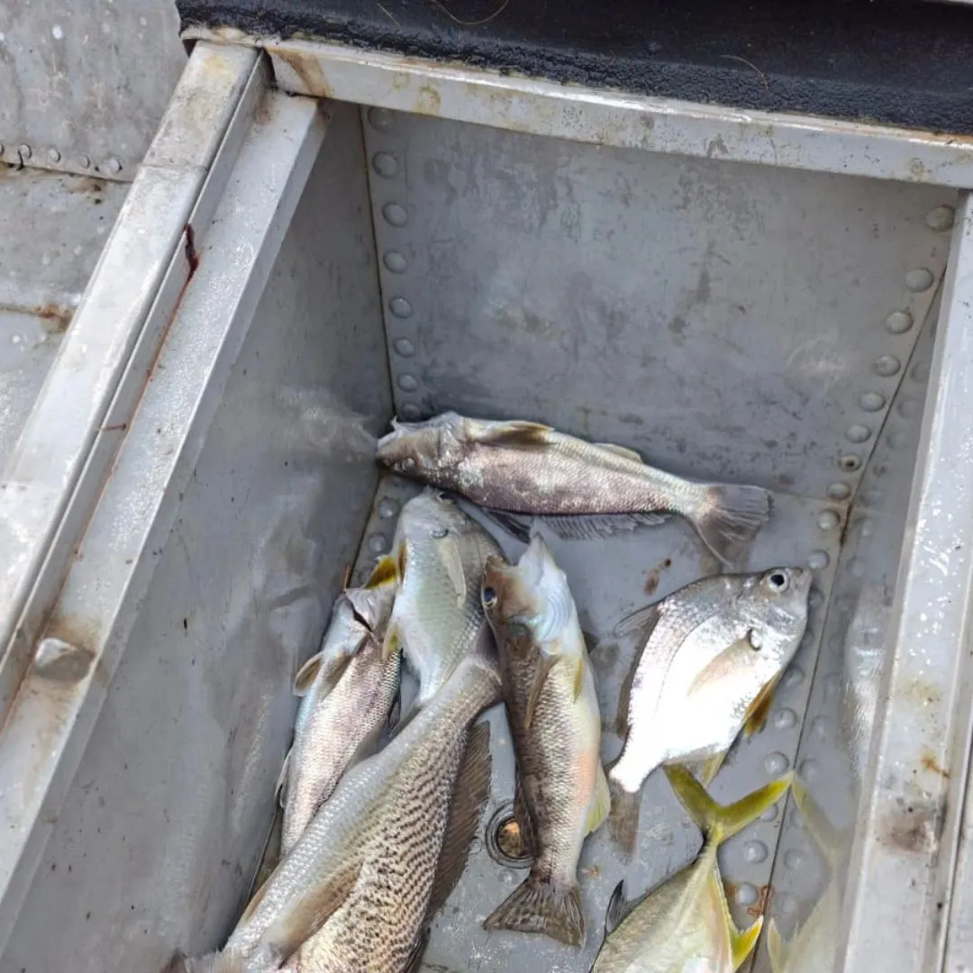 The most recent Yellowtail snapper catches on Fishbrain