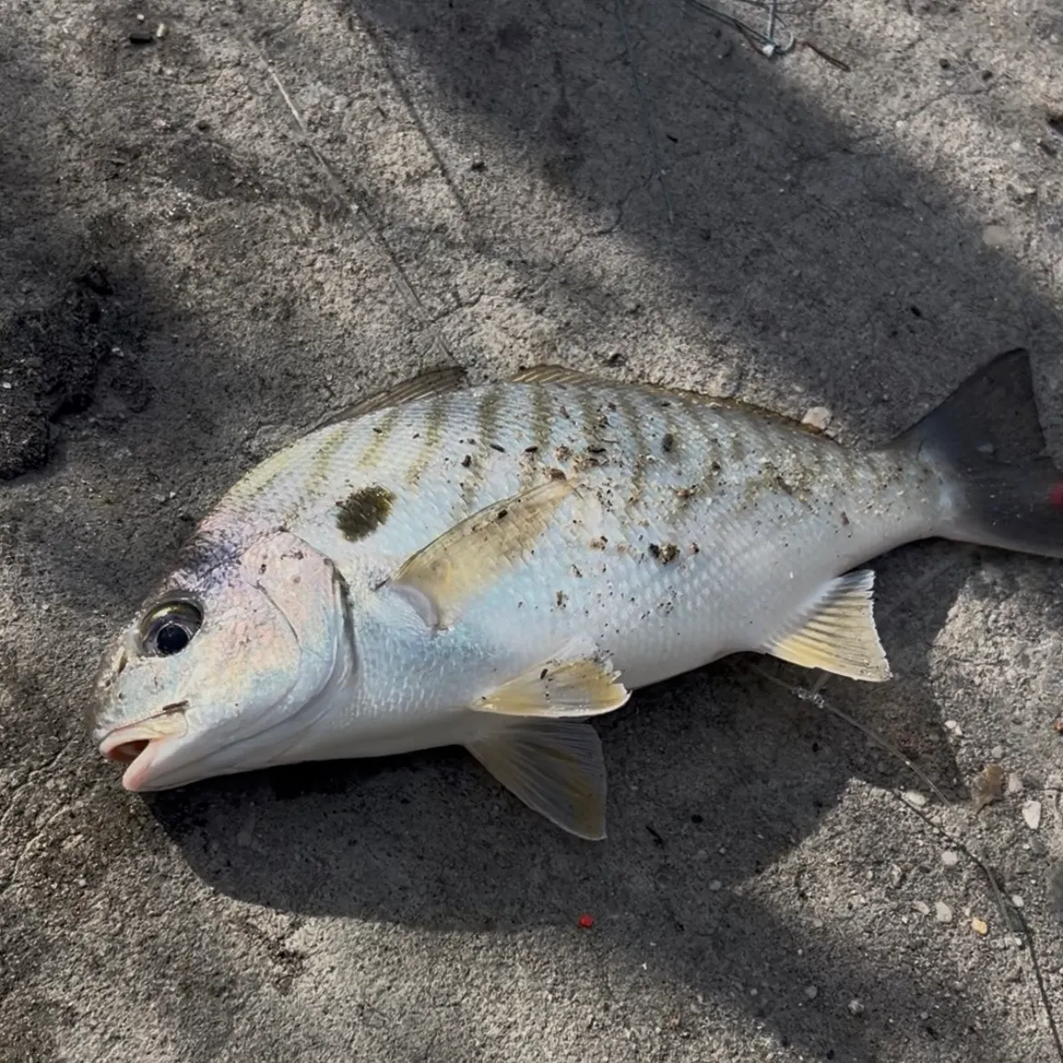 Spot croaker caught on Fishbrain