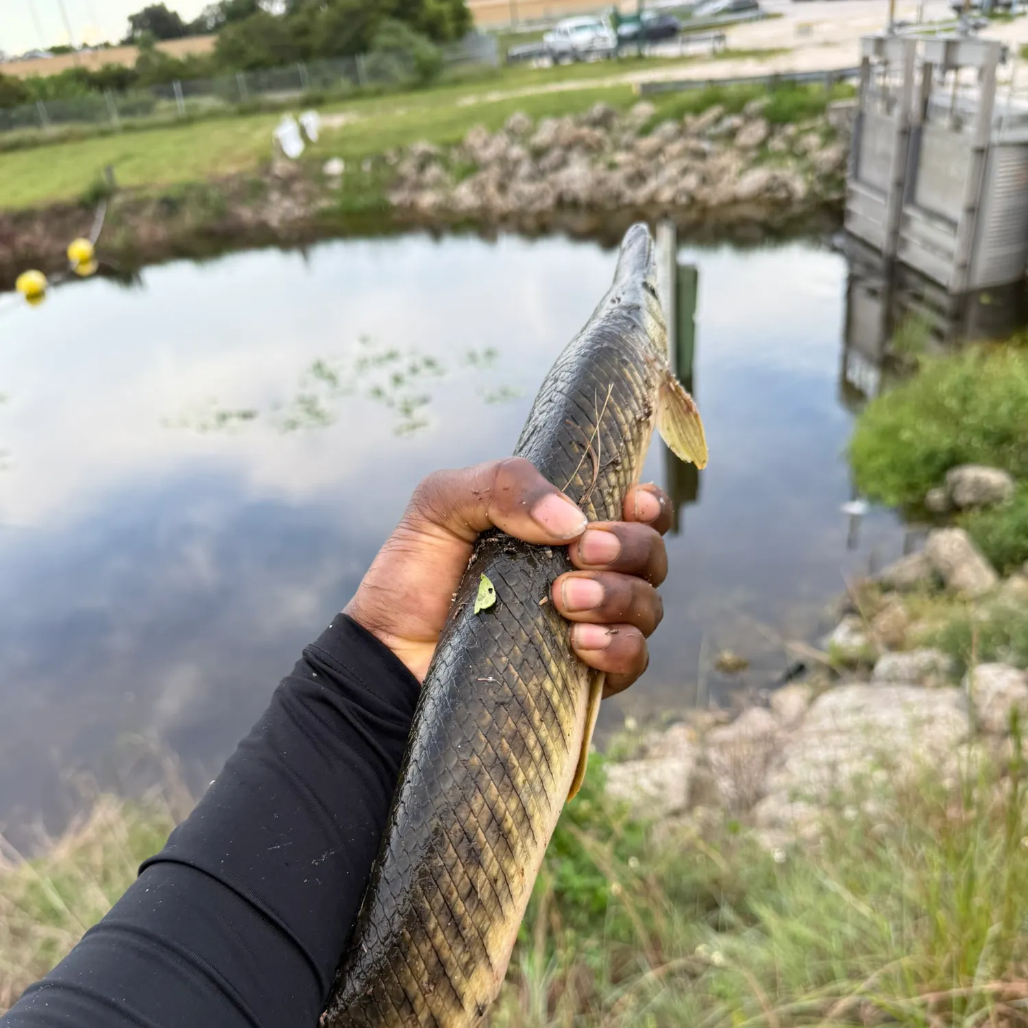 Spotted gar caught on Fishbrain