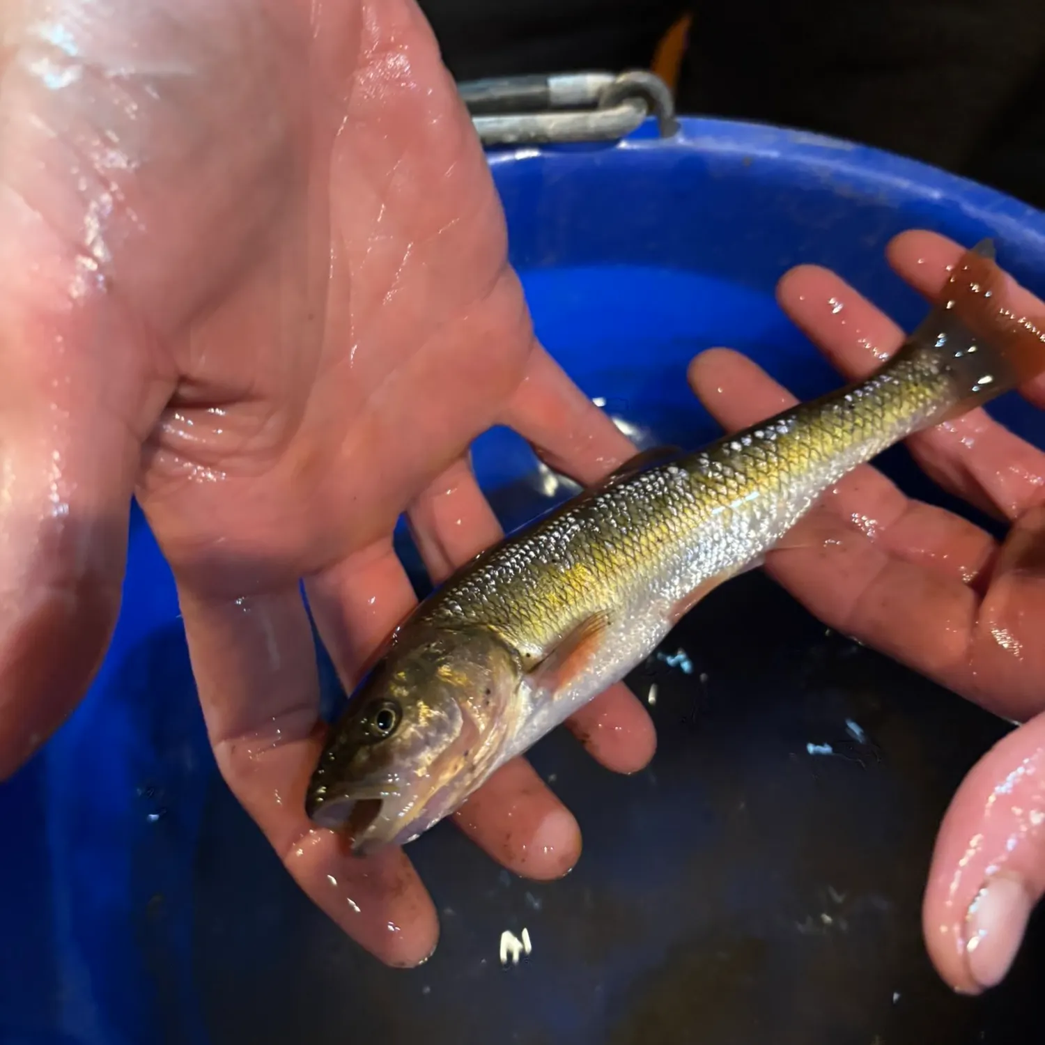 Creek chub caught on Fishbrain