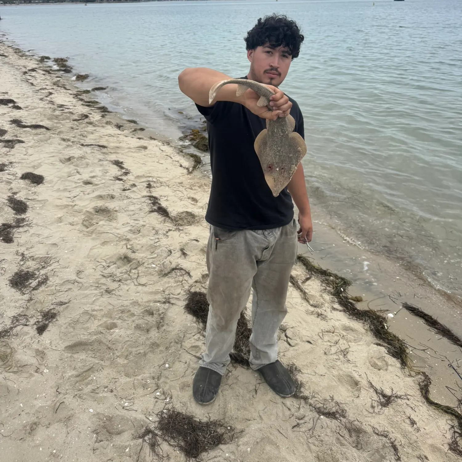 The most recent Pacific shovelnose guitarfish catches on Fishbrain