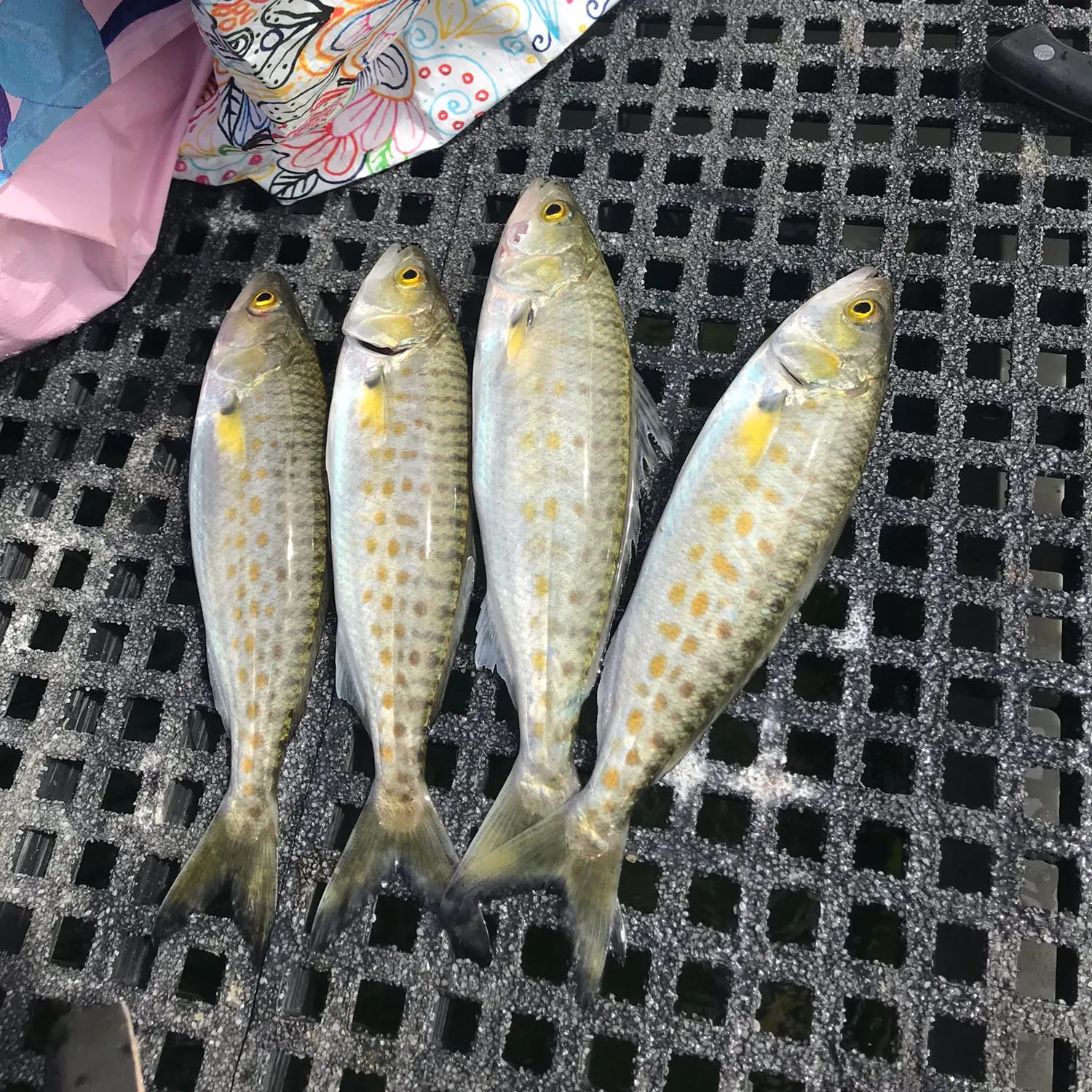 recently logged catches