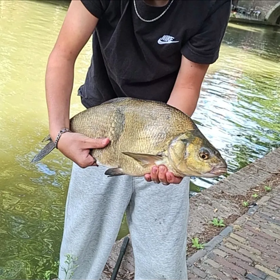 Common bream caught on Fishbrain