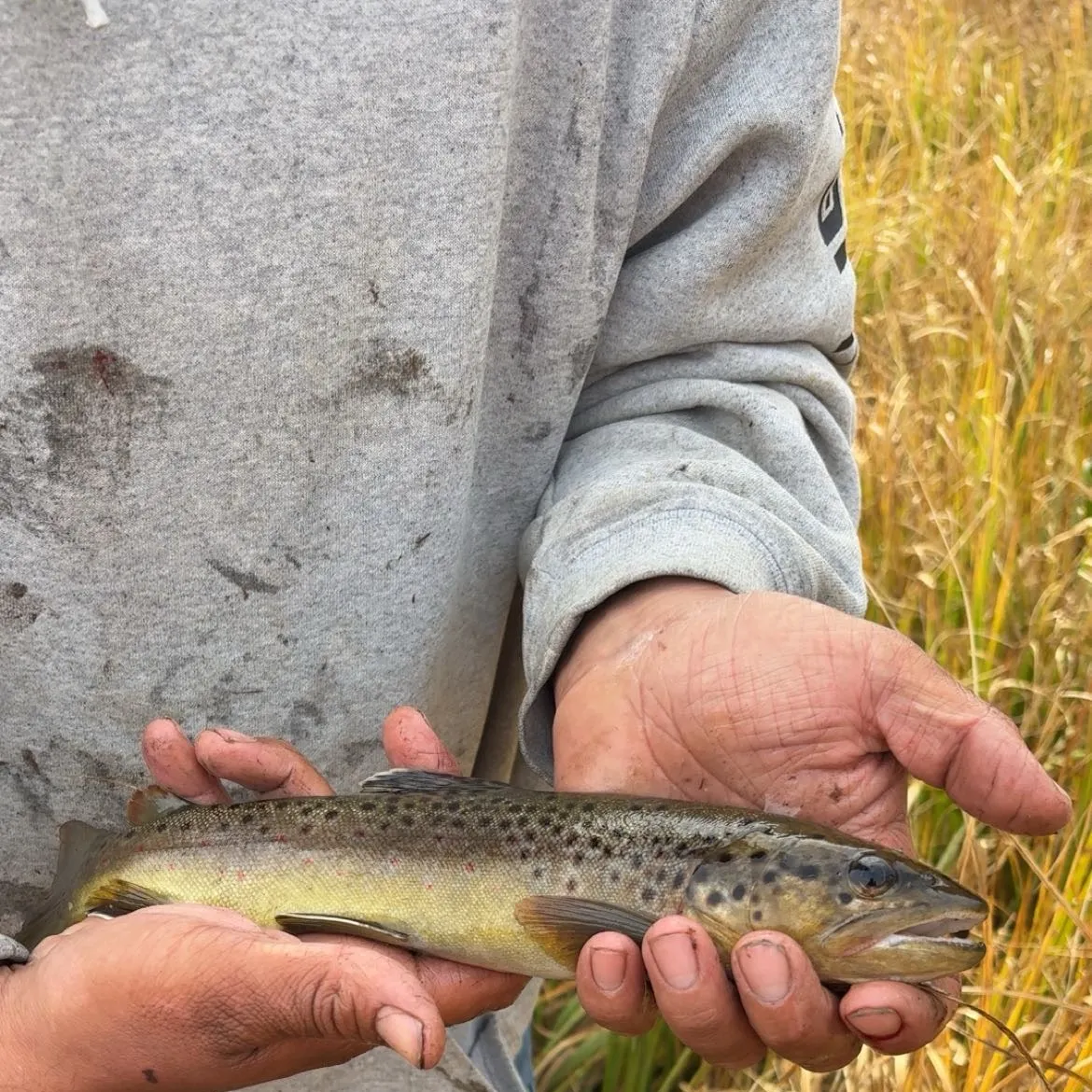 Lake trout caught on Fishbrain
