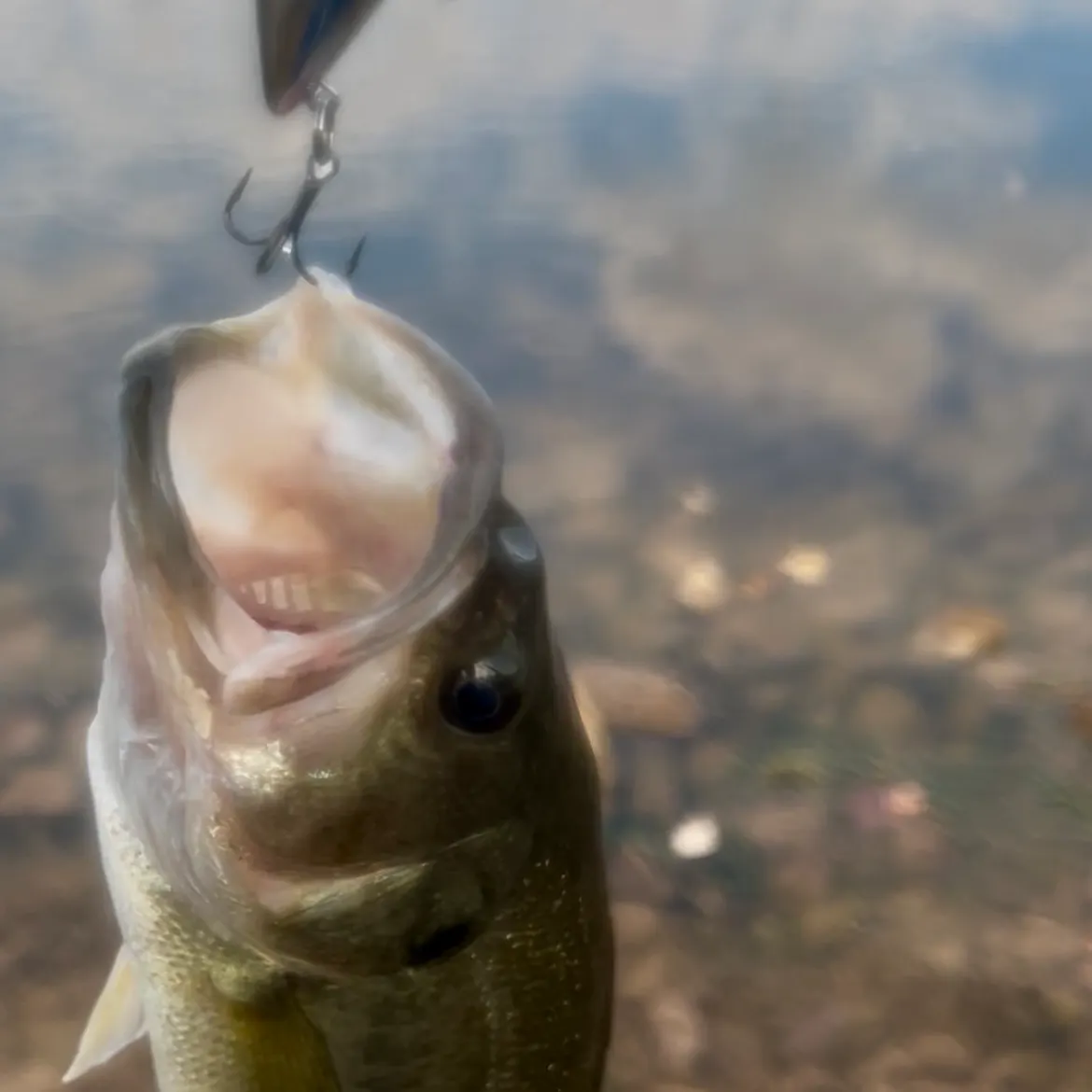 Largemouth bass caught on Fishbrain