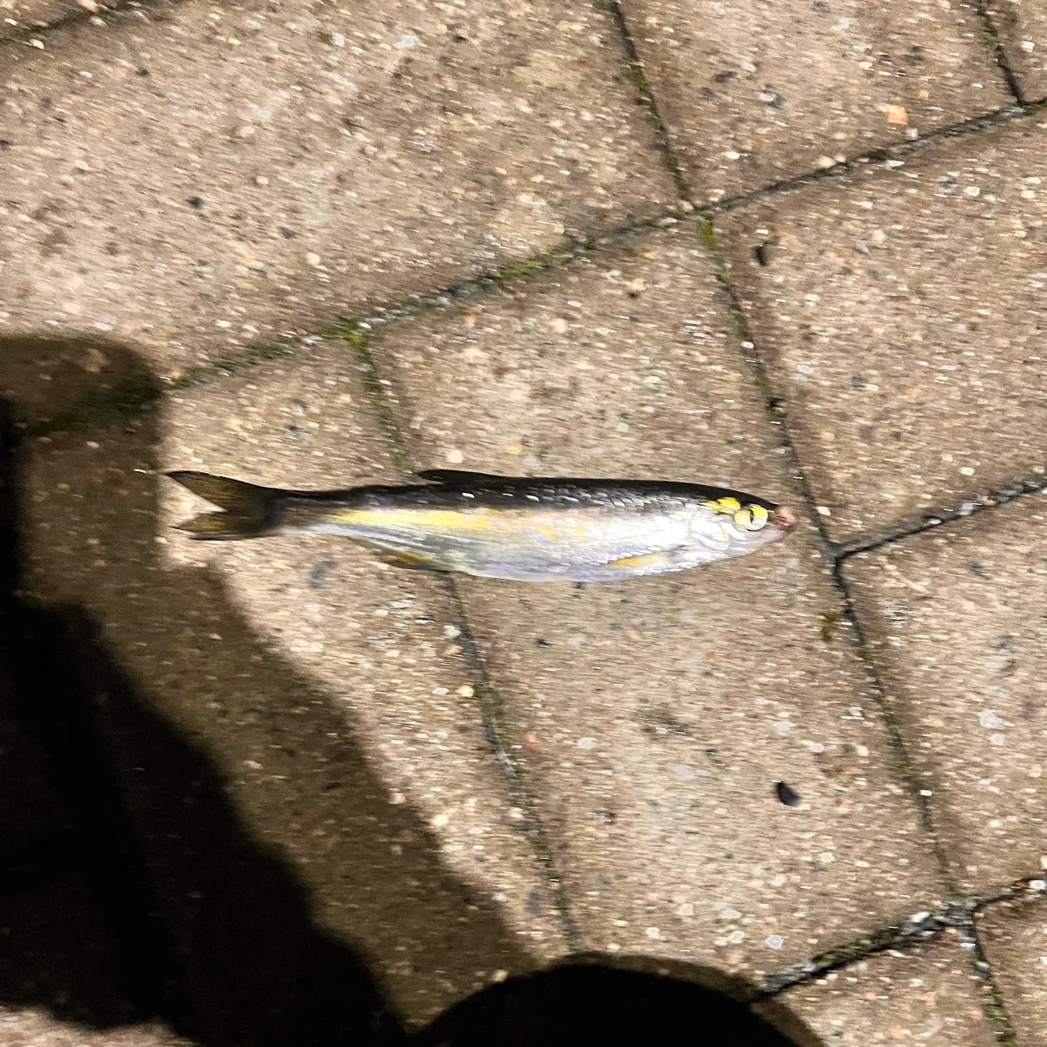 Common bleak caught on Fishbrain