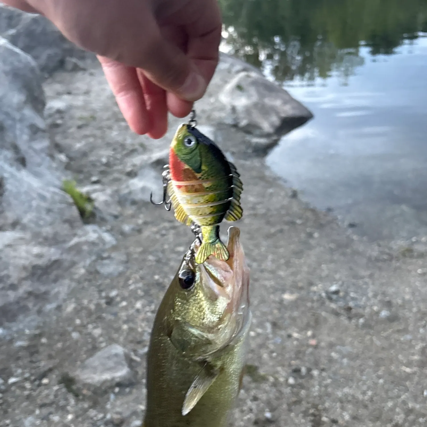 Largemouth bass caught on Fishbrain