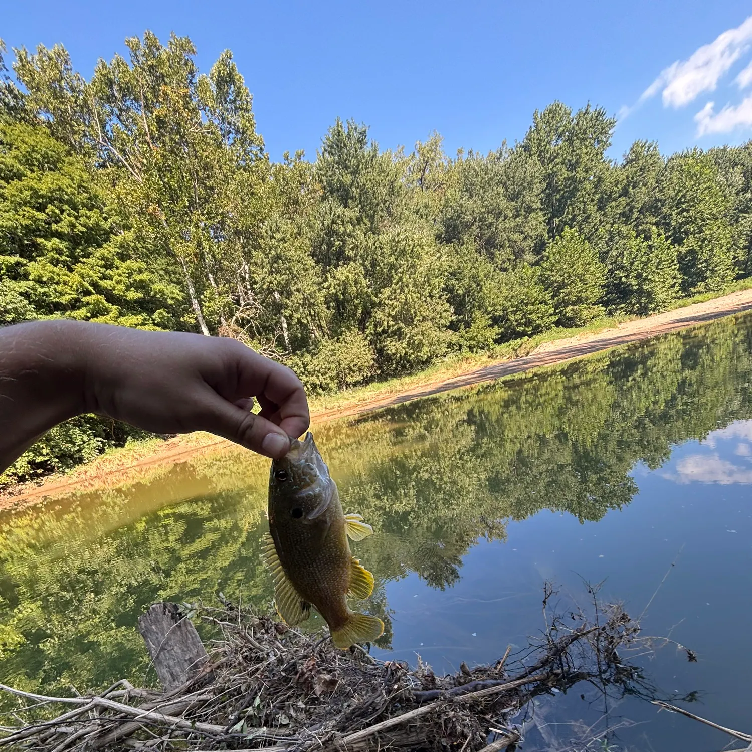 Rock bass caught on Fishbrain