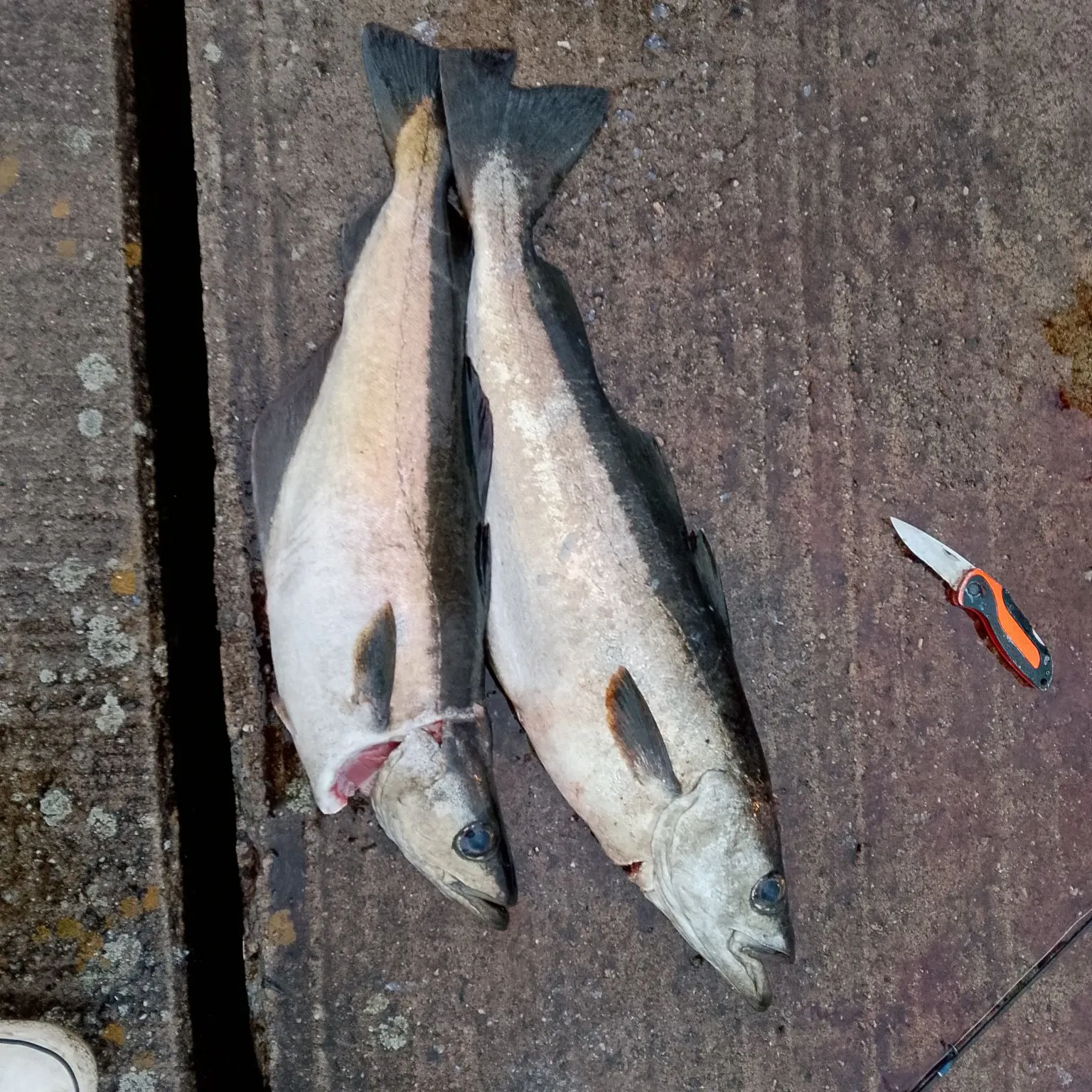 recently logged catches