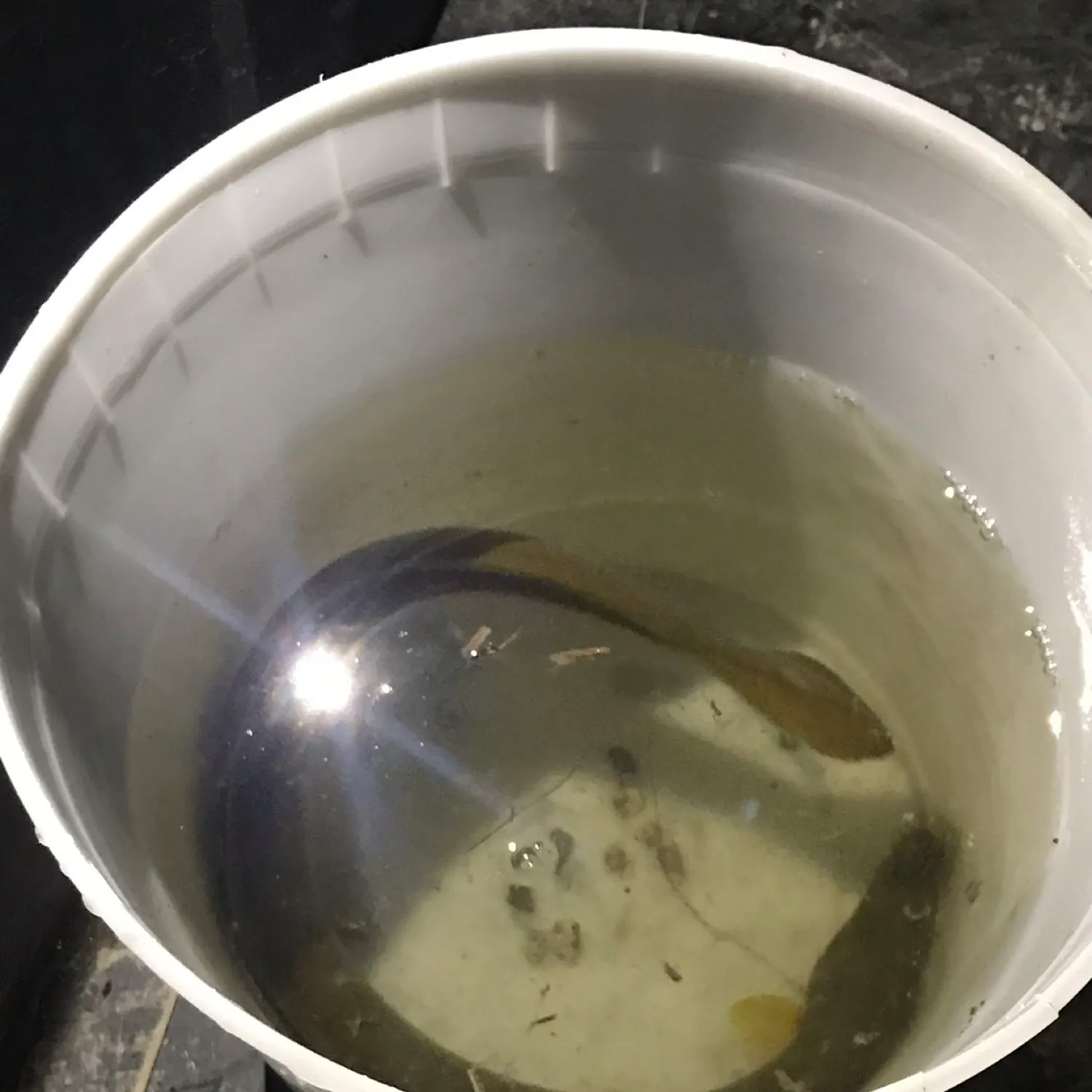 European eel caught on Fishbrain