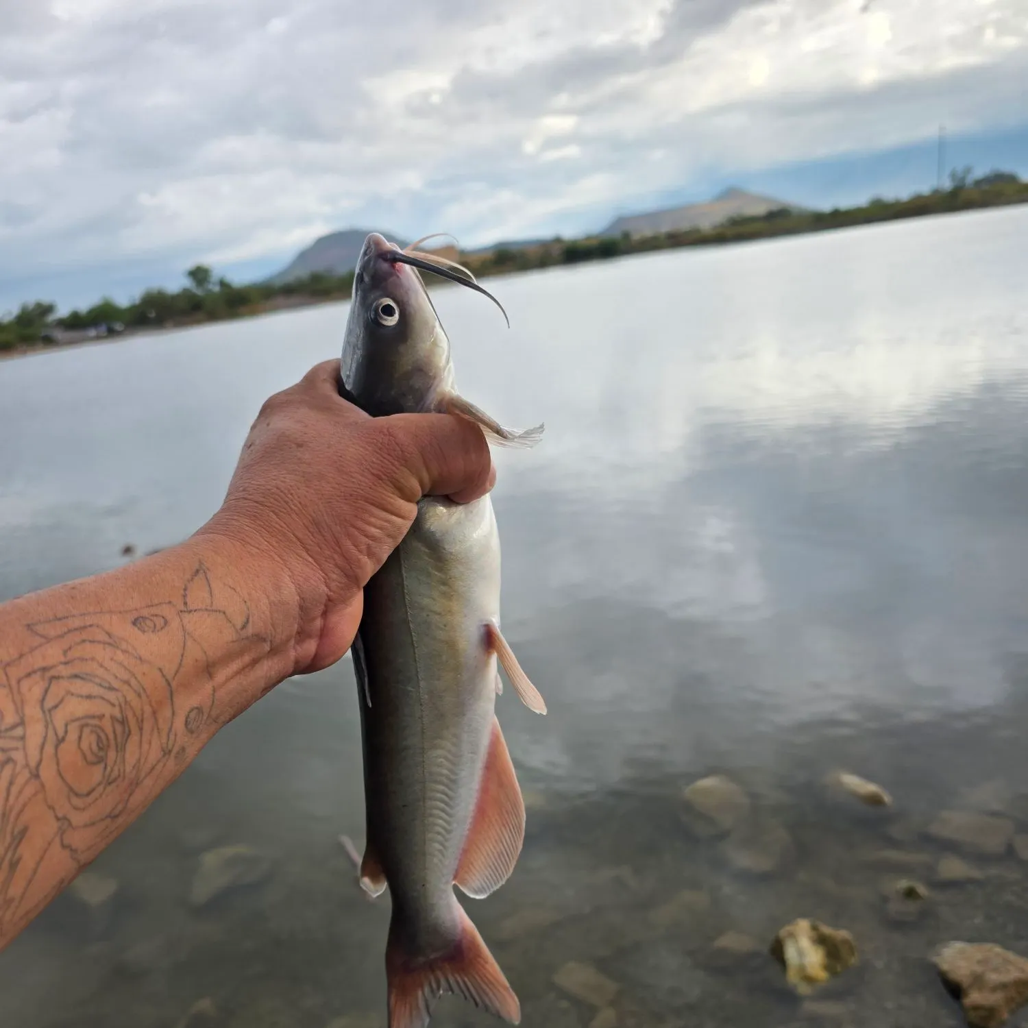 Channel catfish caught on Fishbrain