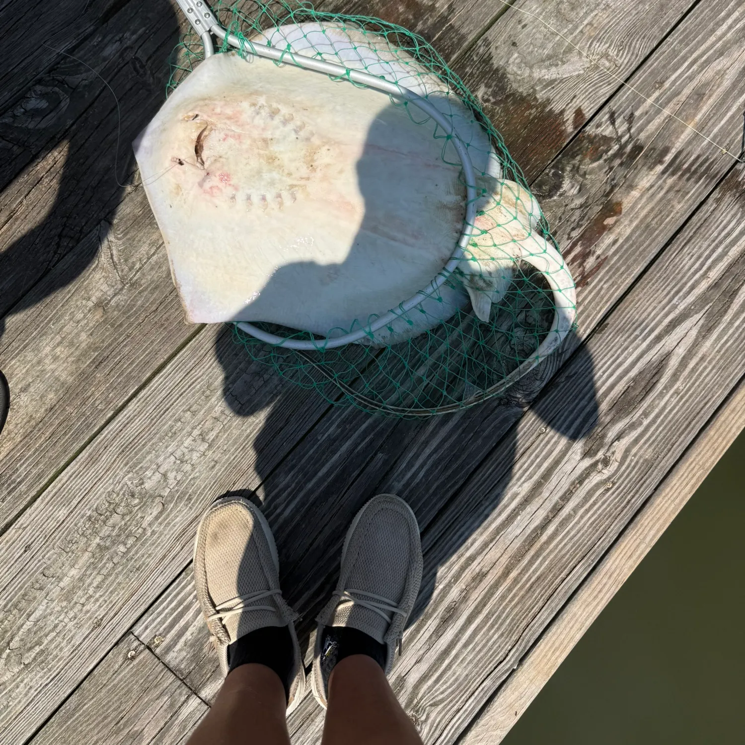 The most recent Short-tail stingray catches on Fishbrain