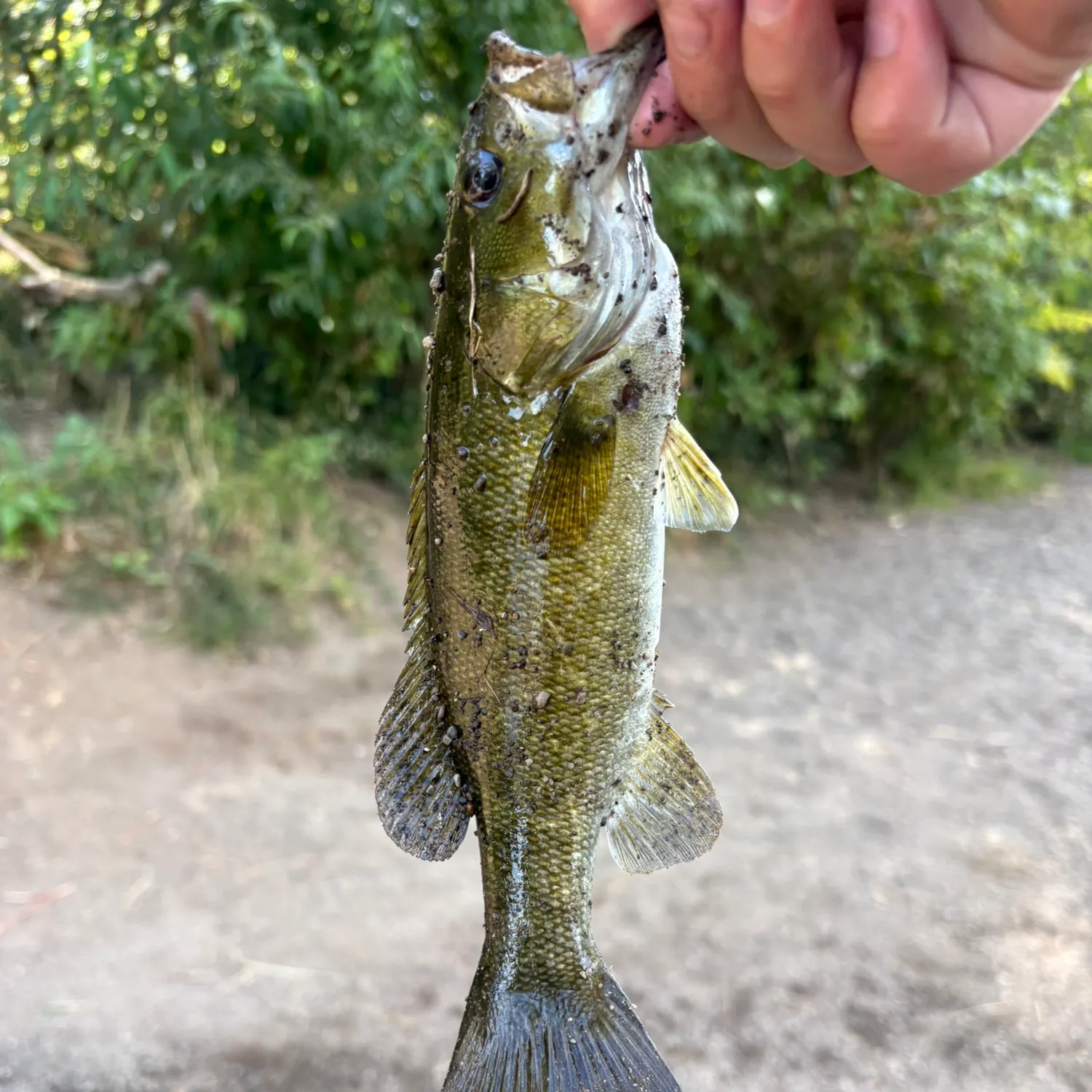 Smallmouth bass caught on Fishbrain