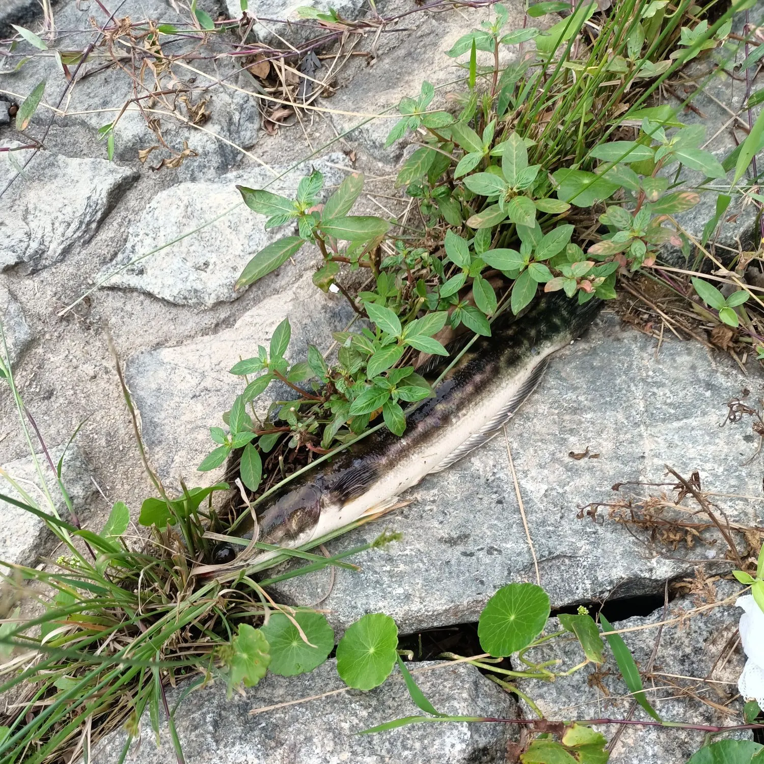 The most recent Indonesian snakehead catches on Fishbrain