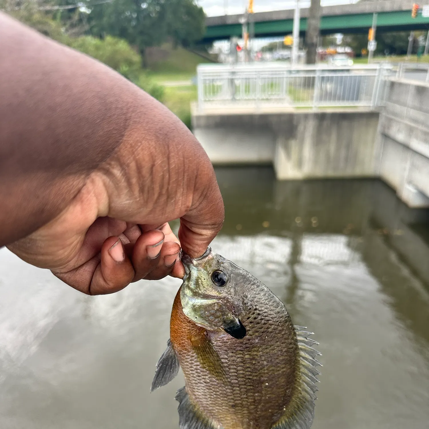 Bluegill caught on Fishbrain