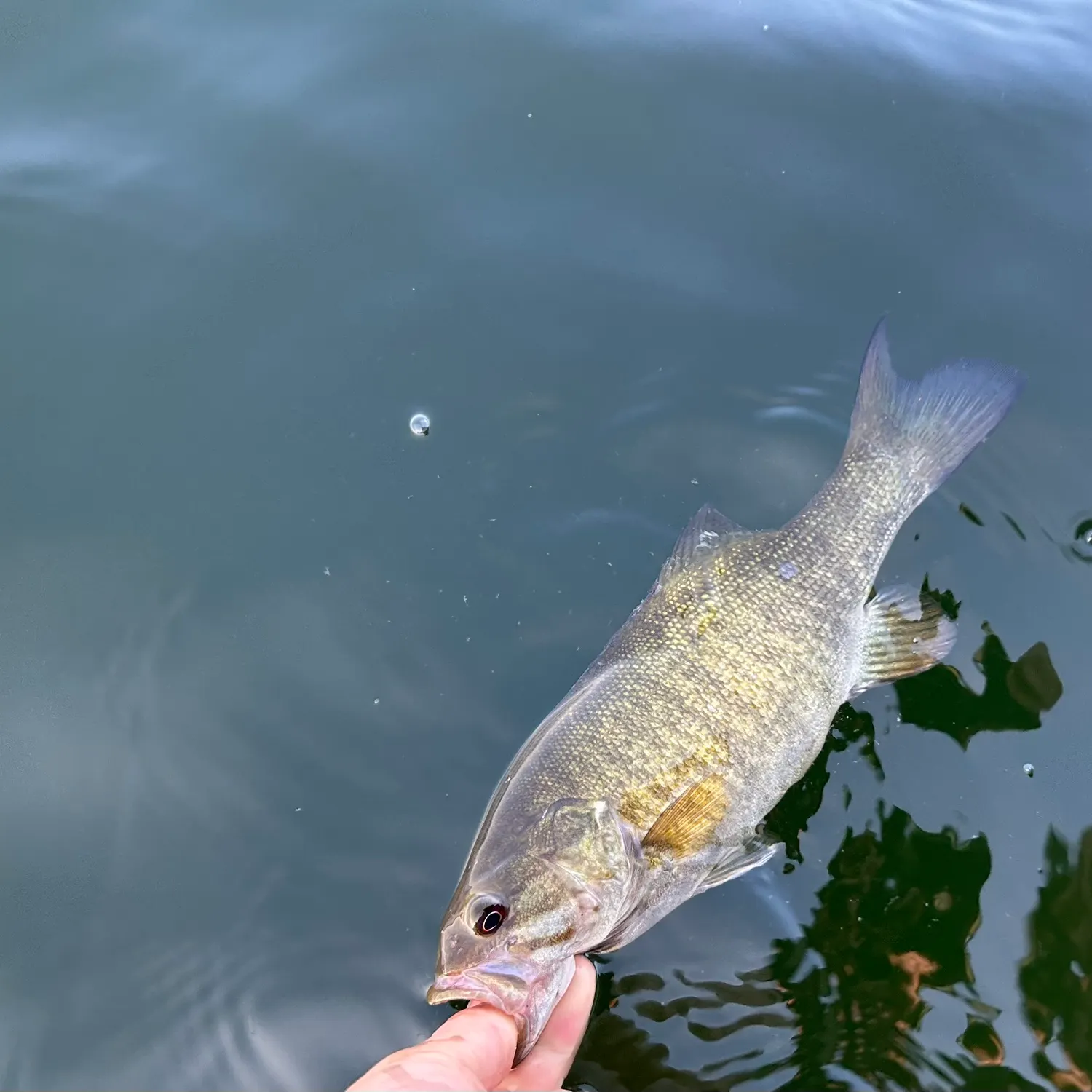 Smallmouth bass caught on Fishbrain