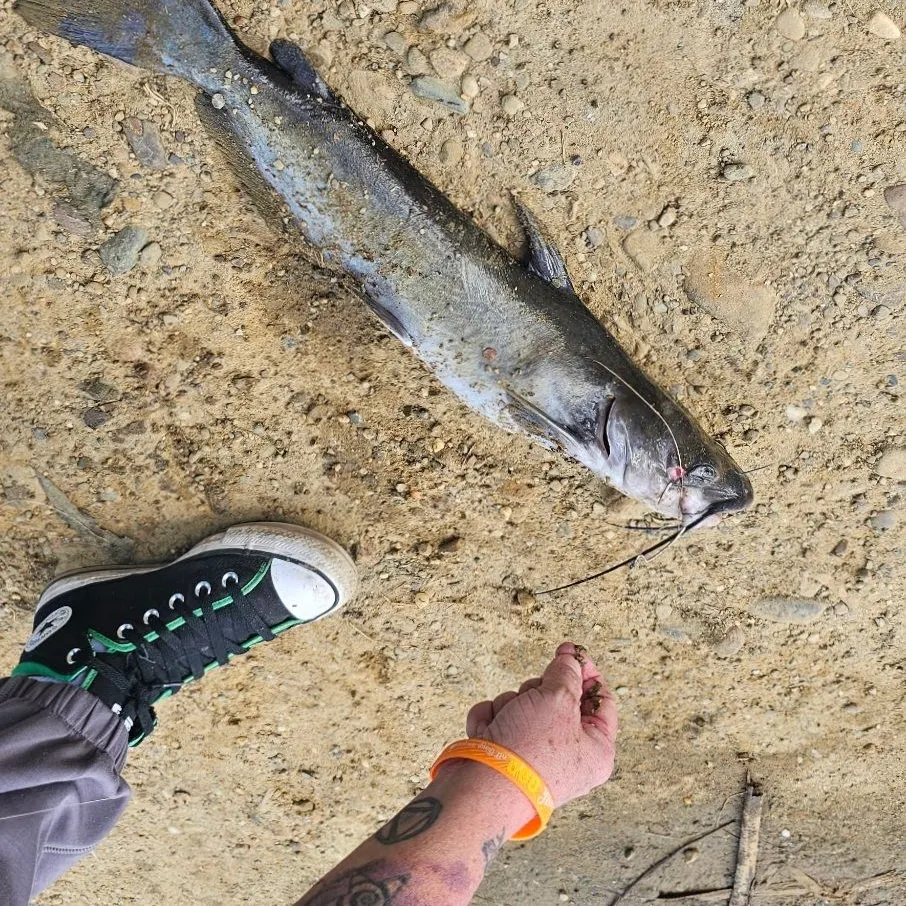 Channel catfish caught on Fishbrain