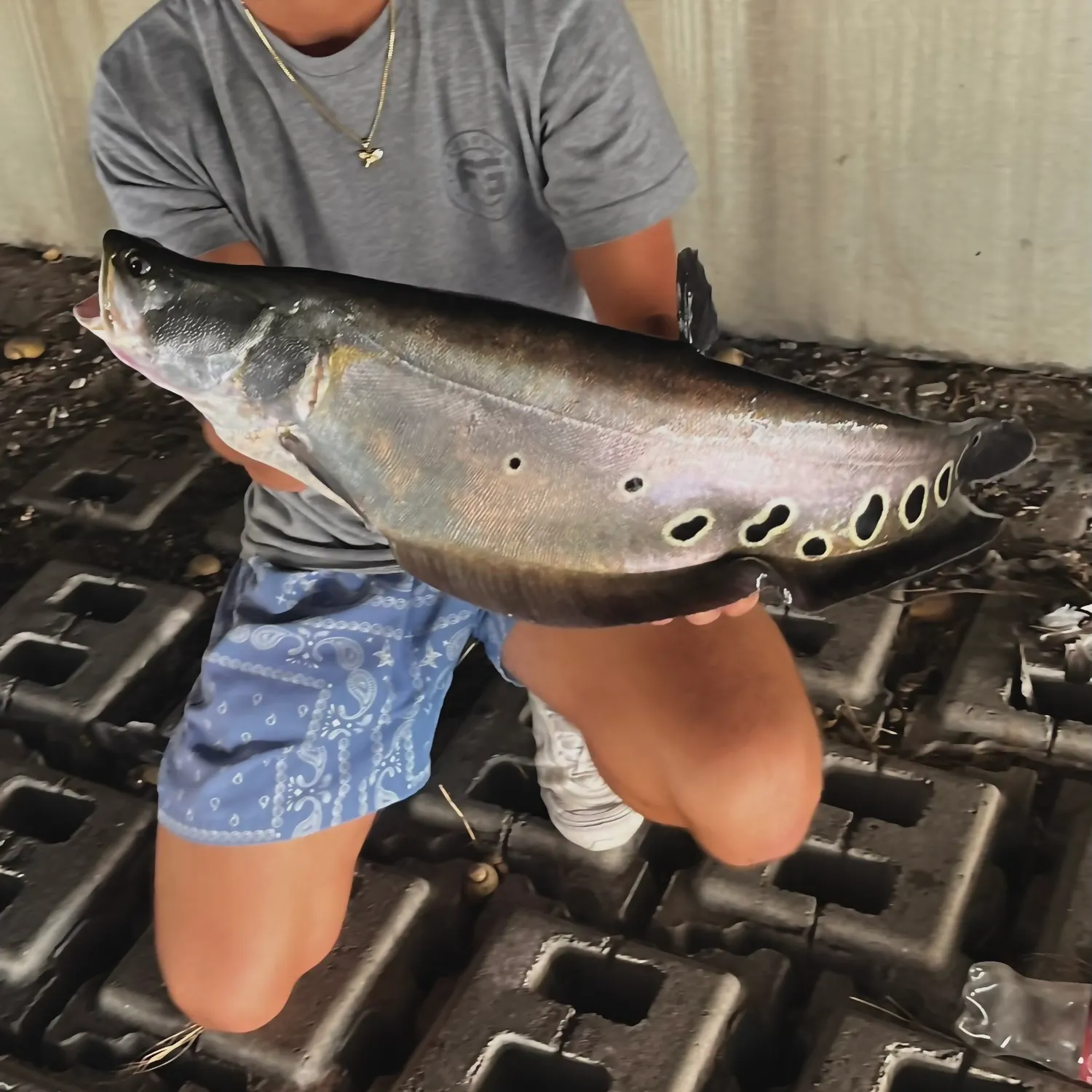 The most recent Clown knifefish catches on Fishbrain