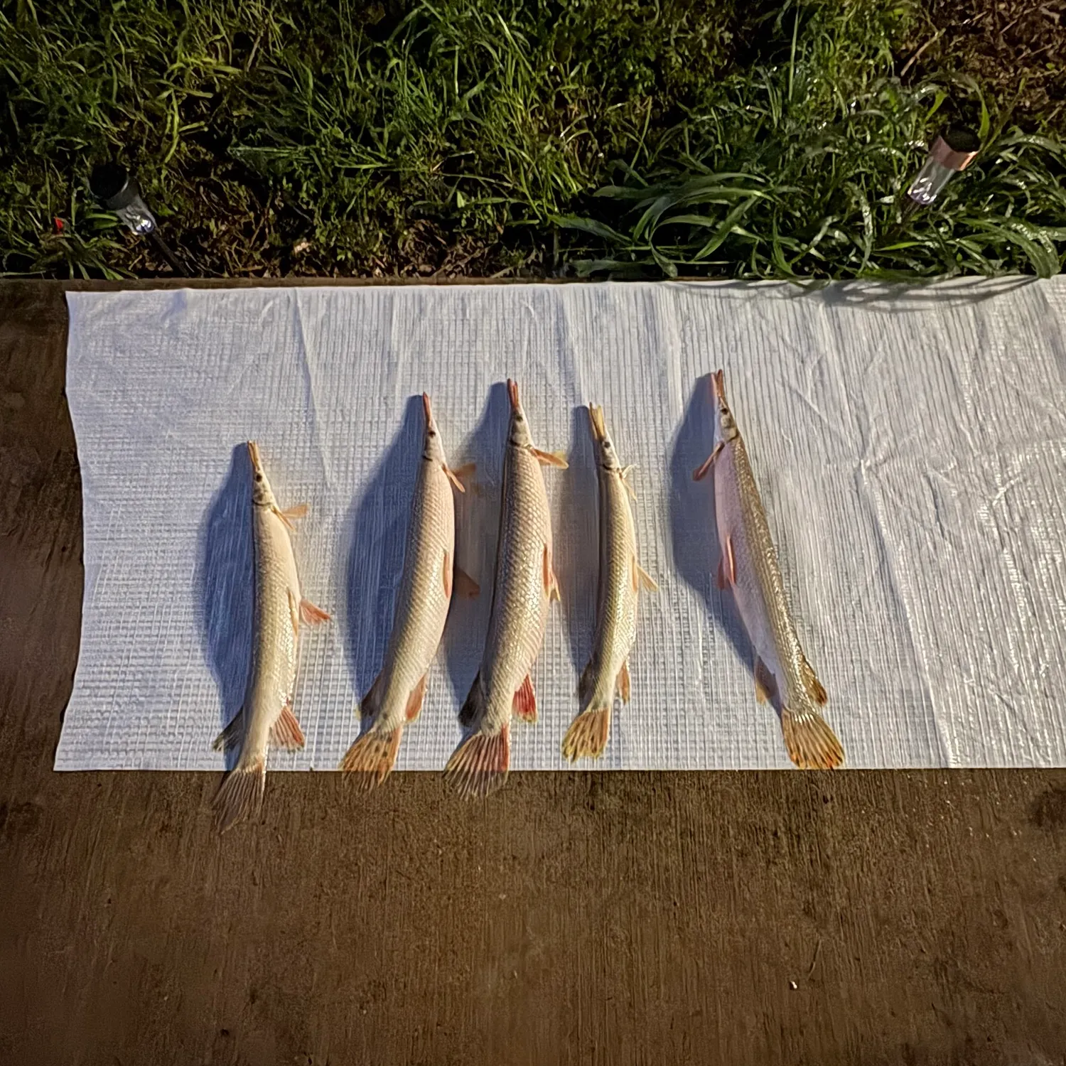 recently logged catches