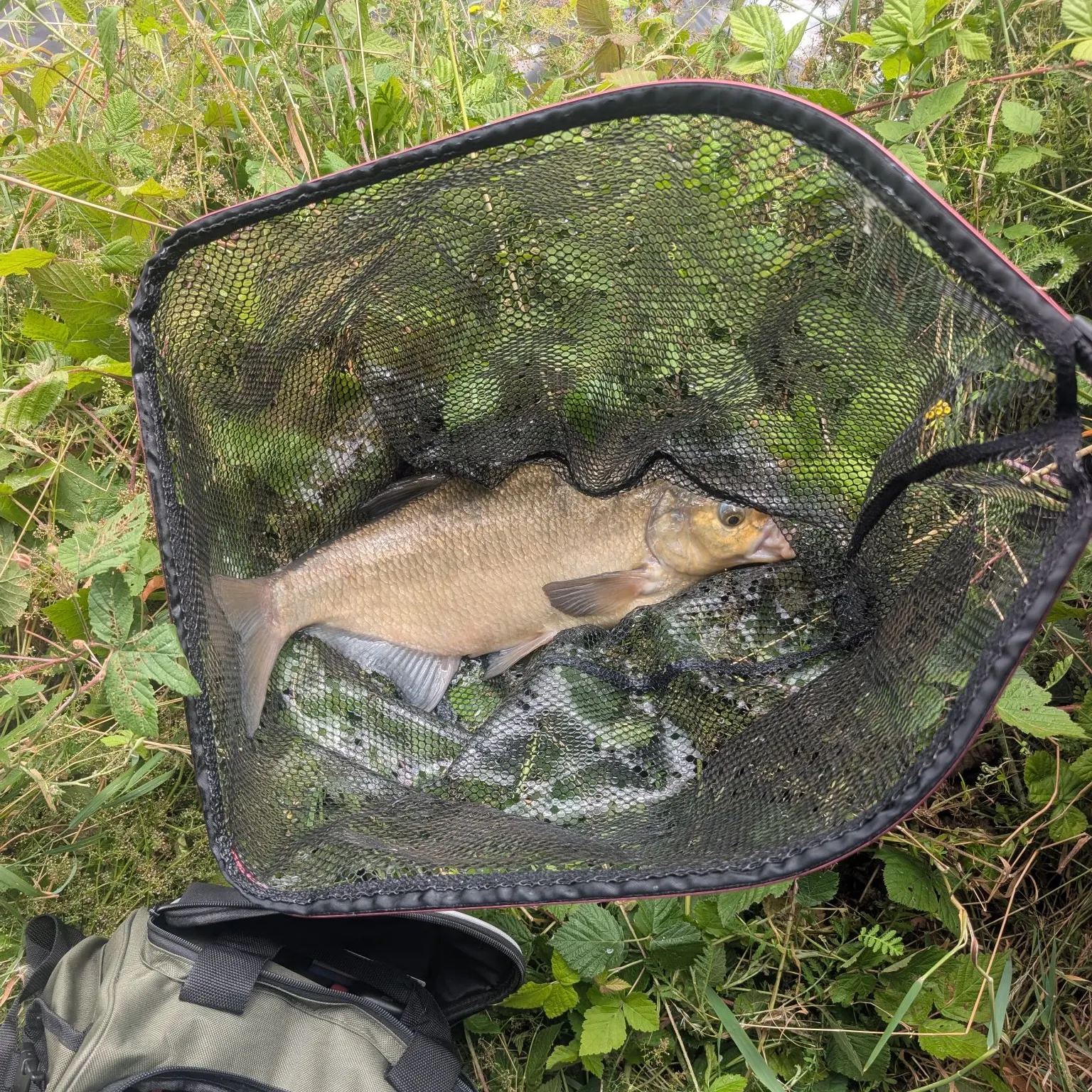 Common bream caught on Fishbrain