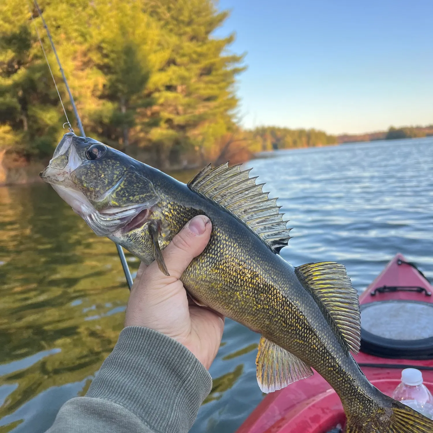 Walleye caught on Fishbrain
