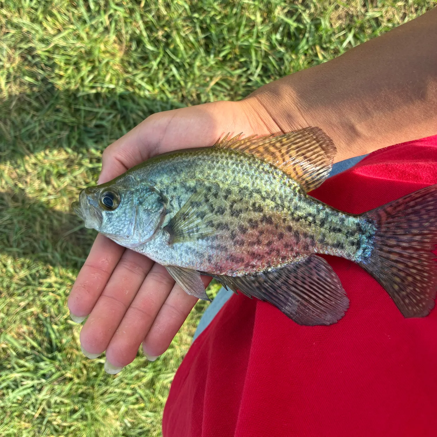 Black crappie caught on Fishbrain