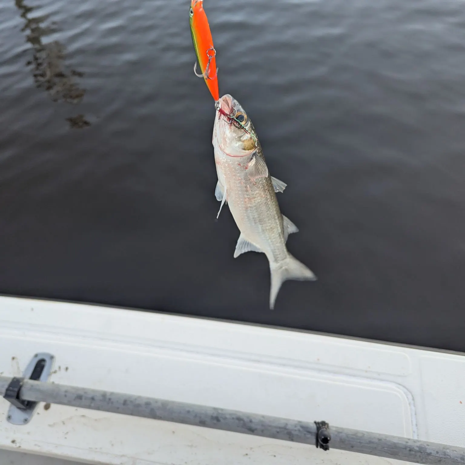 Tarpon caught on Fishbrain