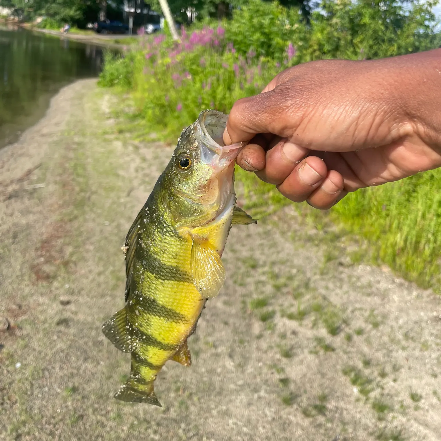 catch