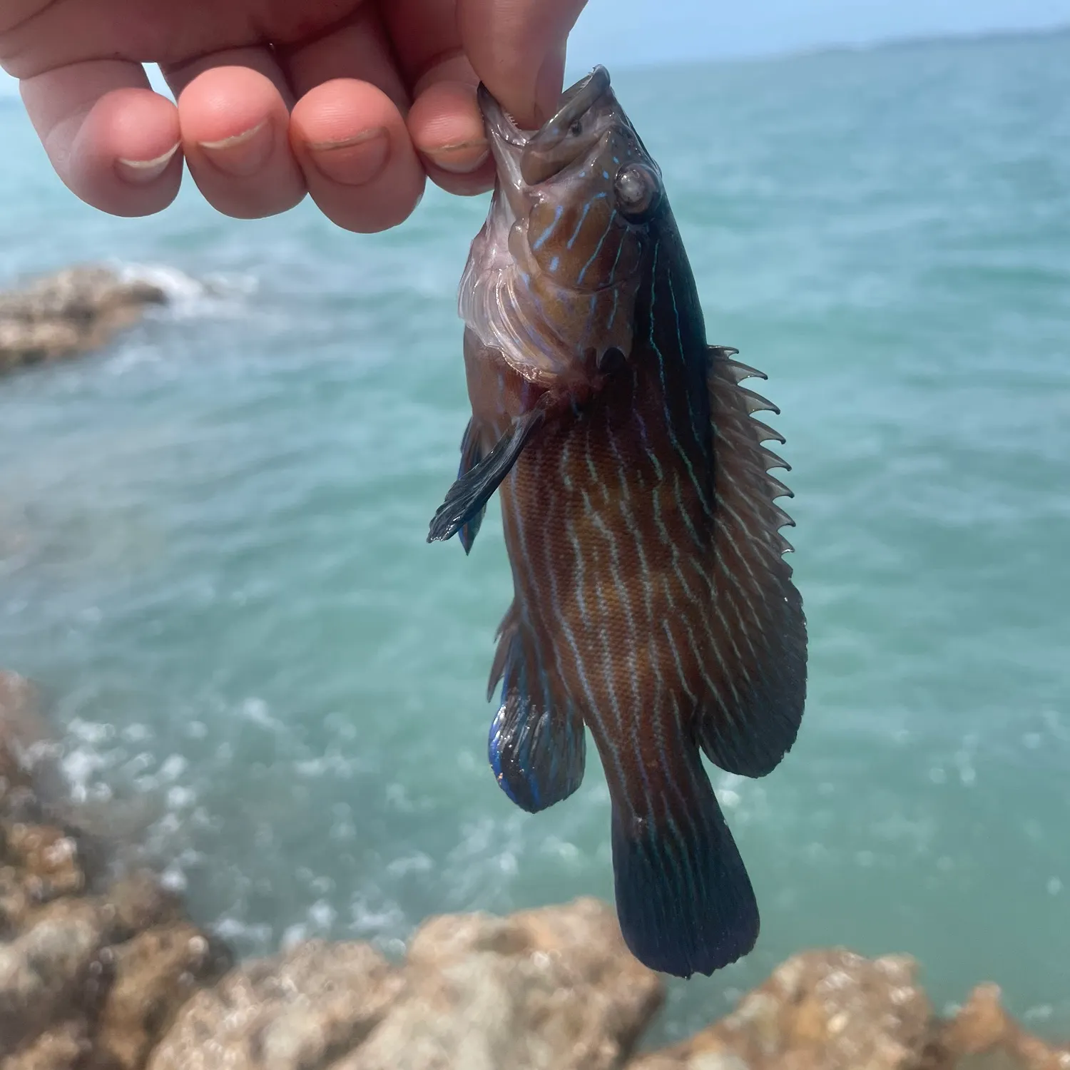 The most recent Bluelined hind catches on Fishbrain