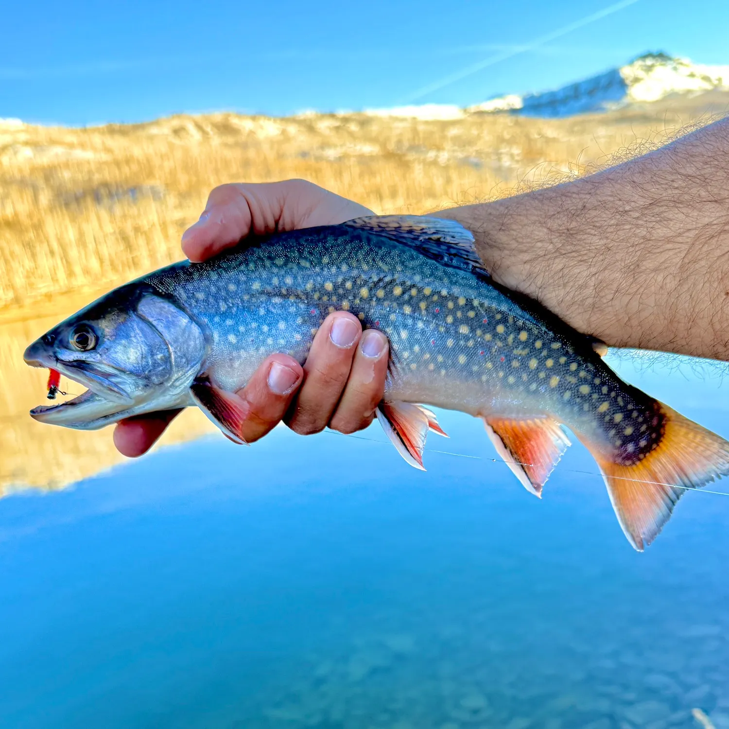 The most recent Brook trout catches on Fishbrain